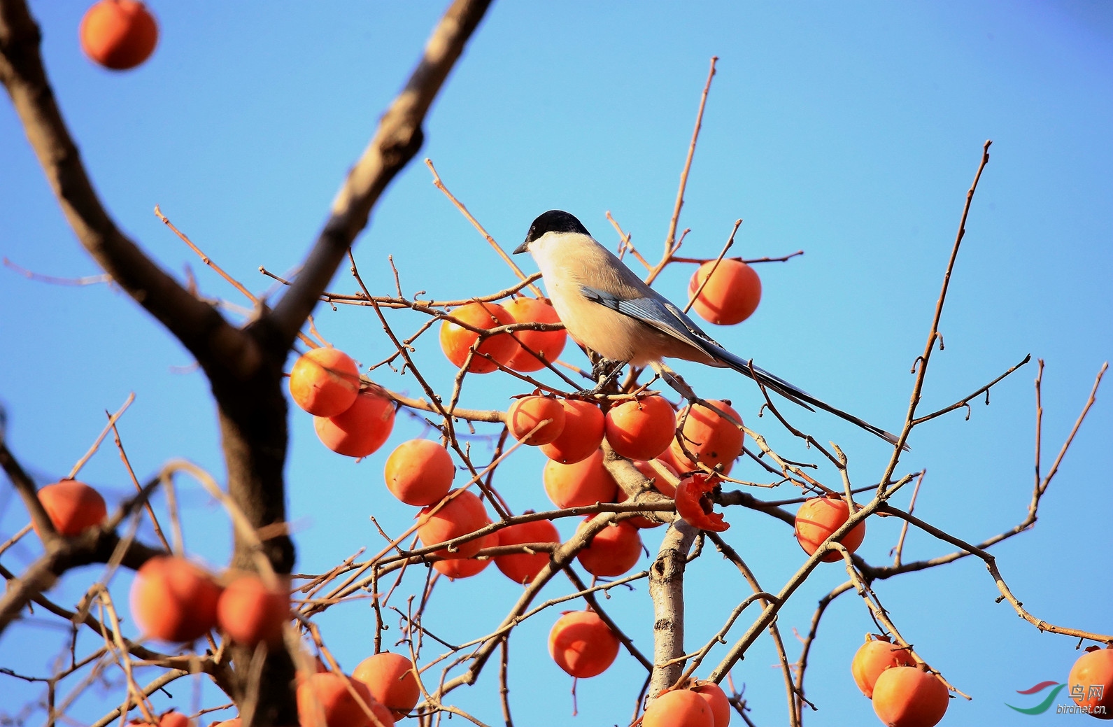 B30K4732 (2)_����.jpg