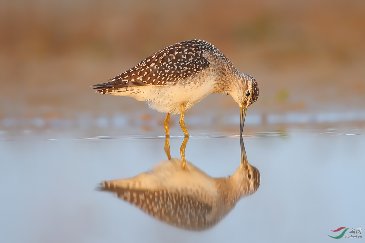 0053. 10837_ˮ��֮��_��ʵҰ������.jpg