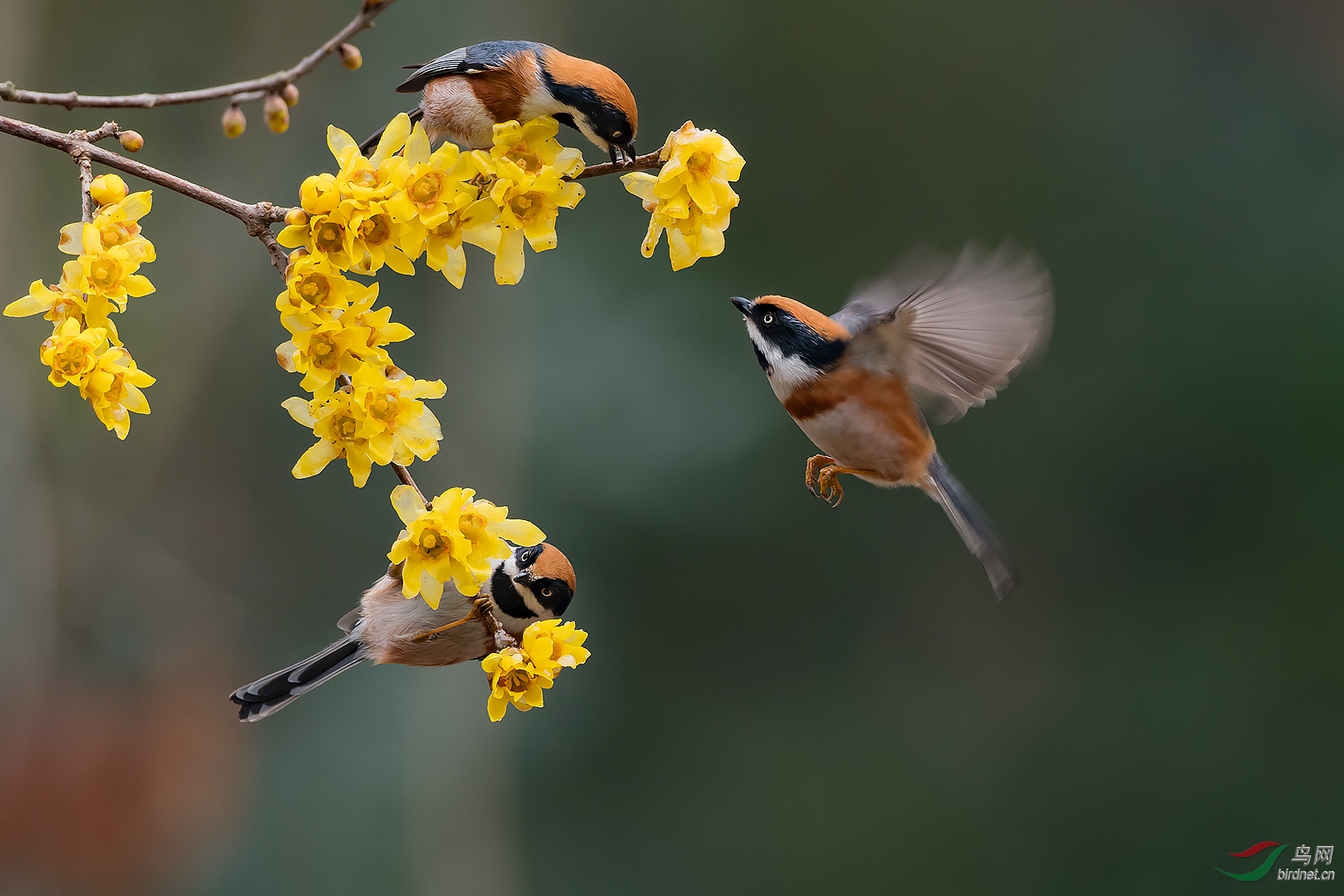 0140. 11274_�����۶�_����(����)��Ӱ.jpg