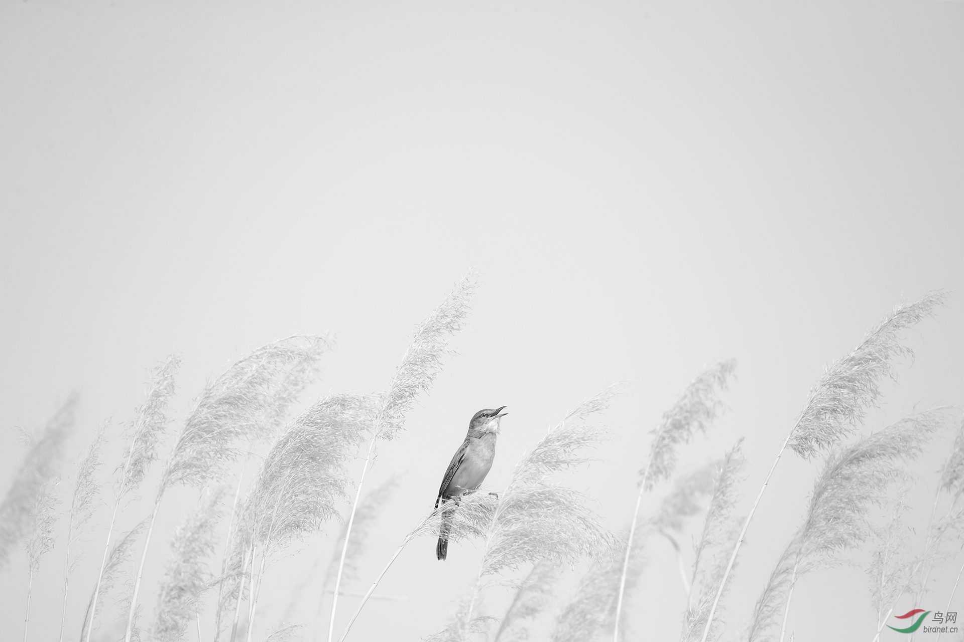 0251. 11898_���еĺ���_����(����)��Ӱ.jpg