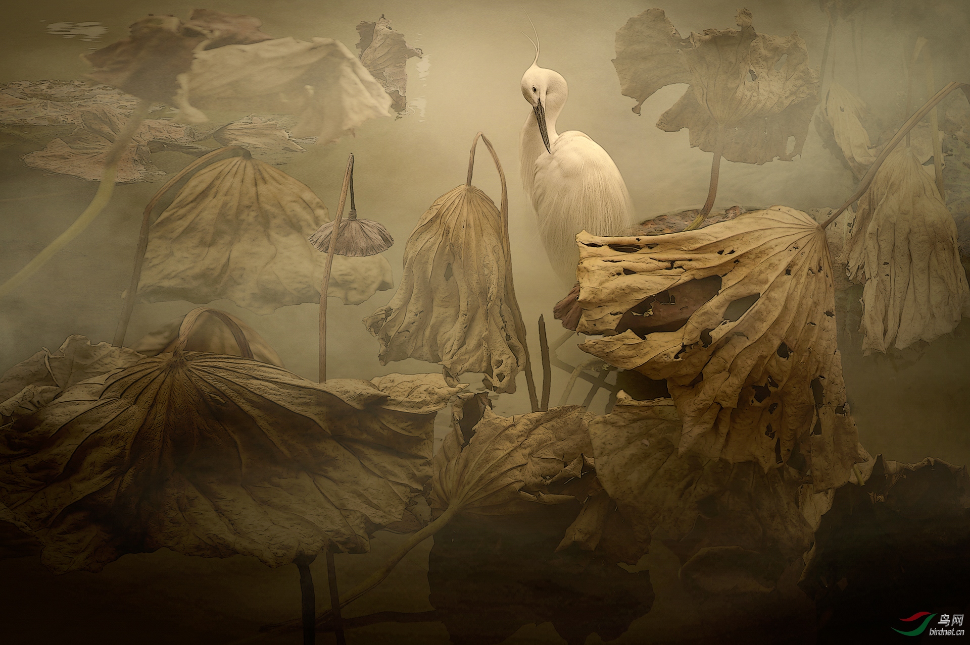 0182. 11487_��ױ_����(����)��Ӱ.jpg