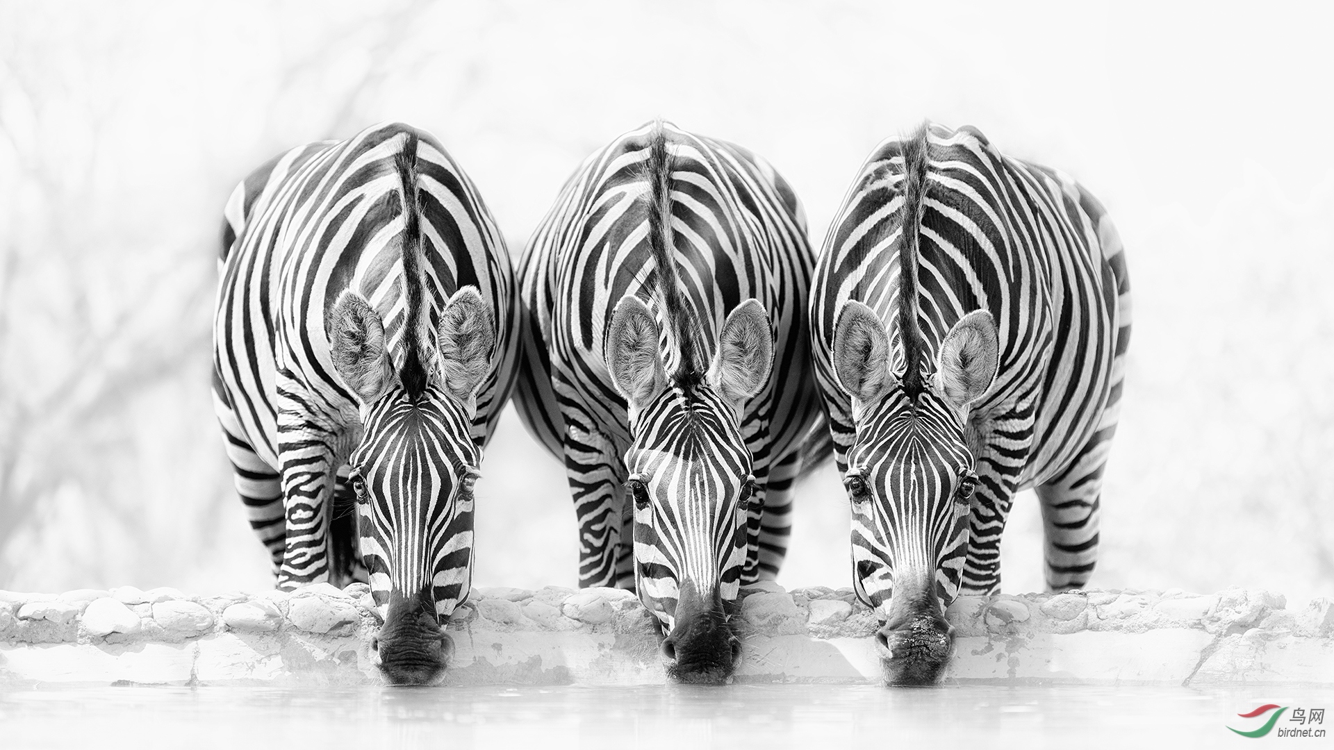 0315. 12095_Zebras_����(����)��Ӱ.jpg