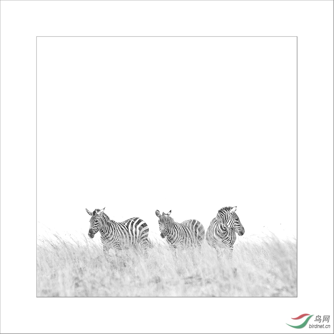 0353.Zebras on the grasslandwc��־��.jpg