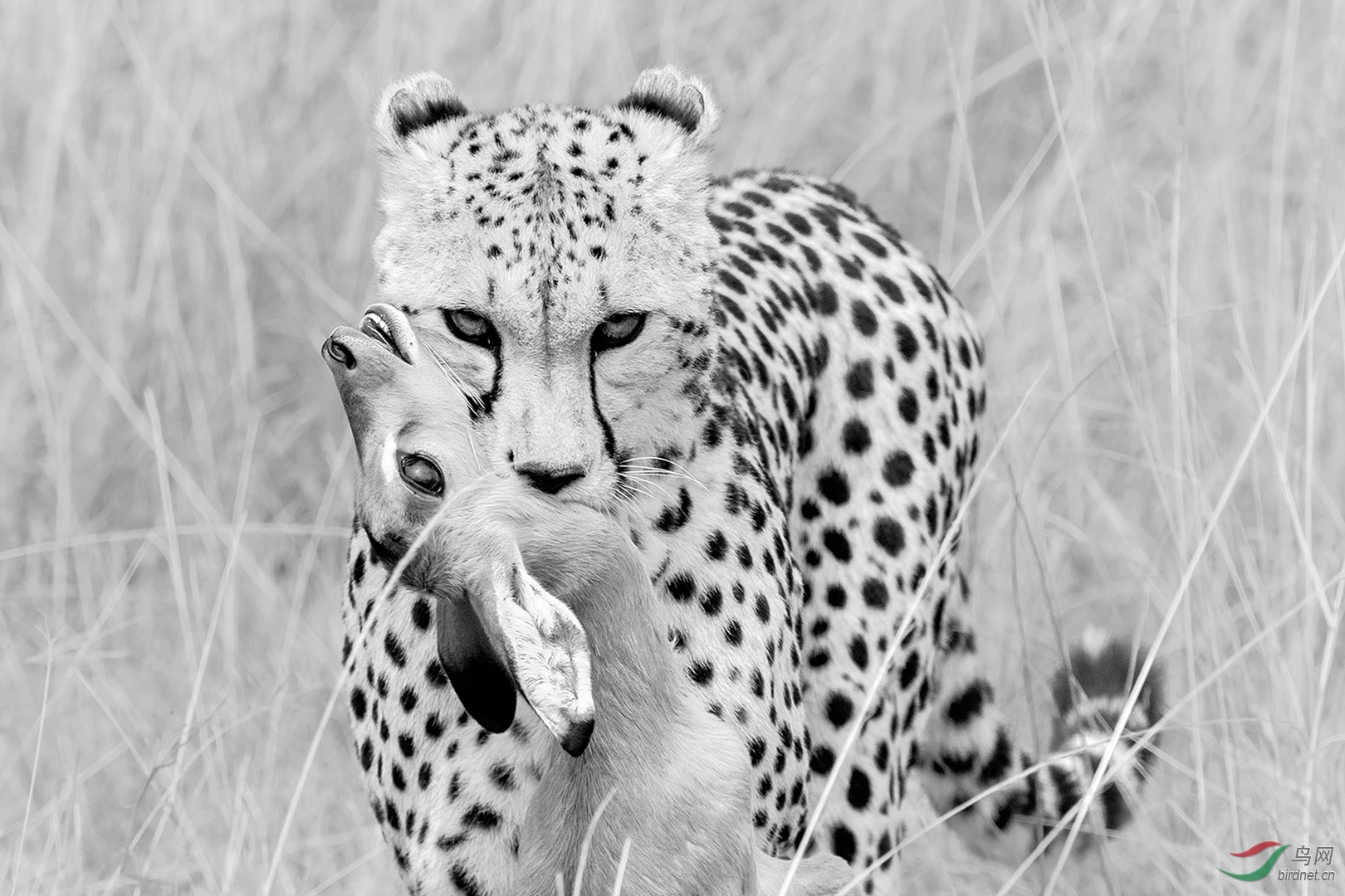 0354.cheetah and prey C1080-�����.jpg