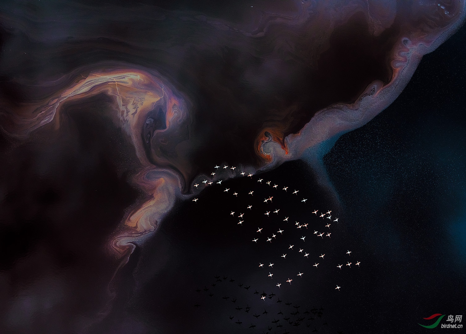 1367.����Richard Li-flamingoes3.jpg