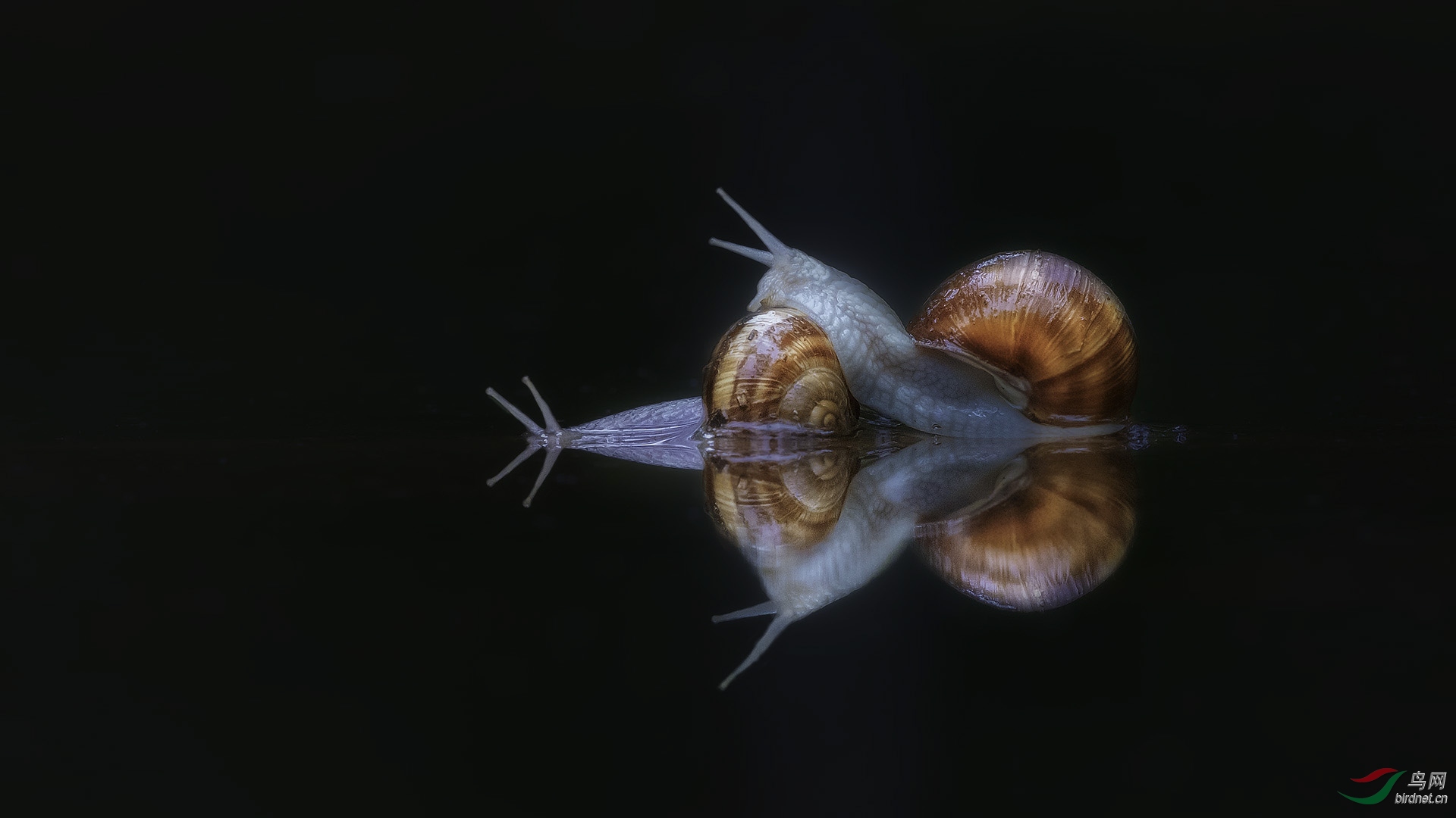 1402.��ţRichard Li-Snails in the water2.jpg