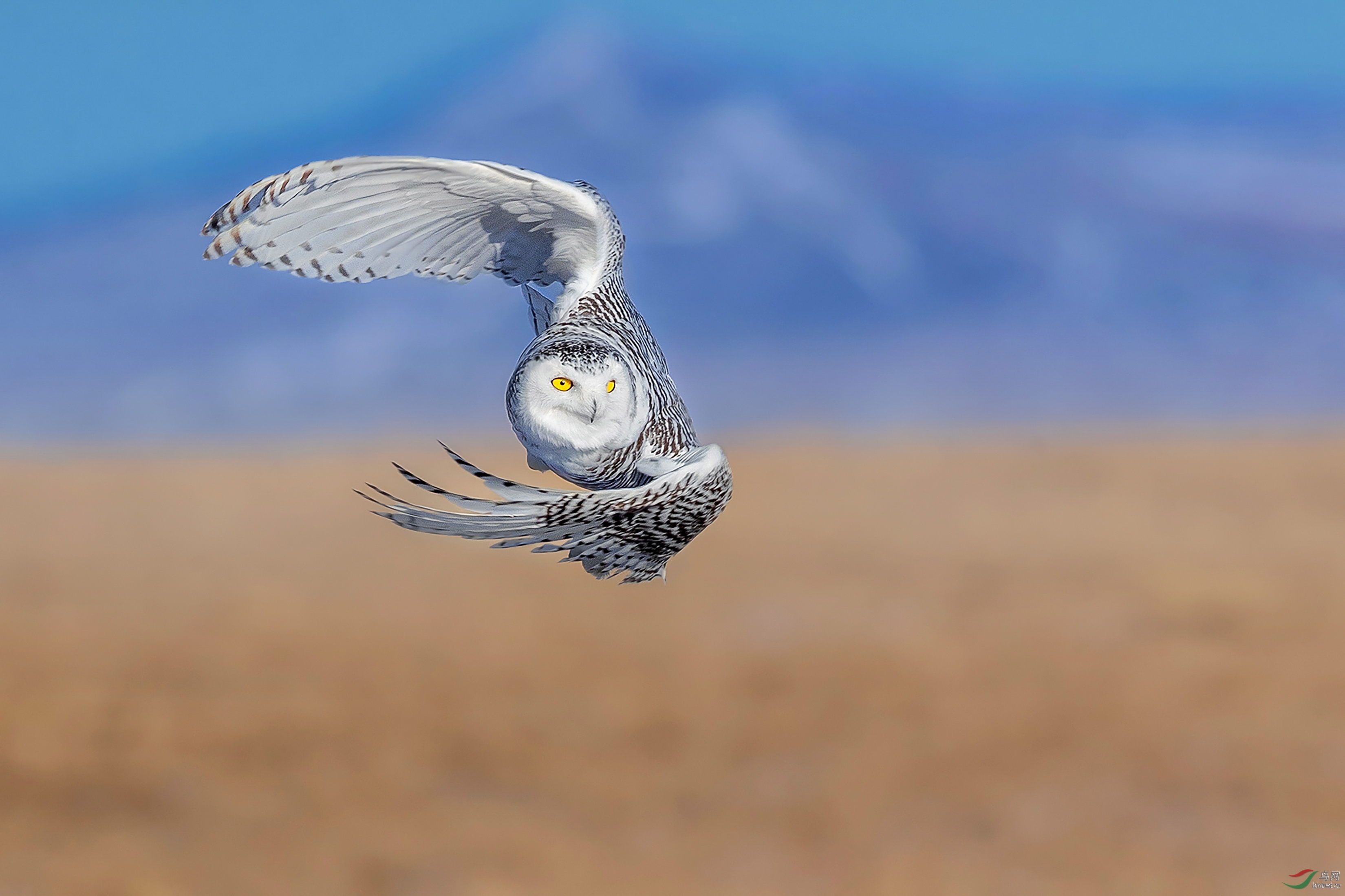 1471.Զ���Ŀ���     ���ߡ�������.jpg