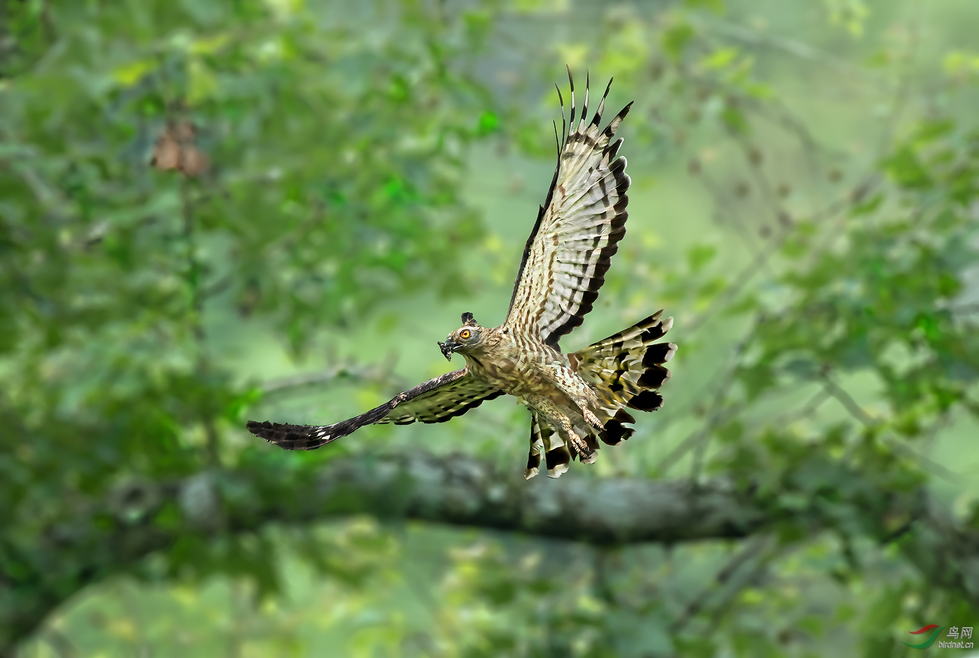 0032. 11218_�ֹھ���_�ܽ��� ( ����ZL)Ū��������.jpg