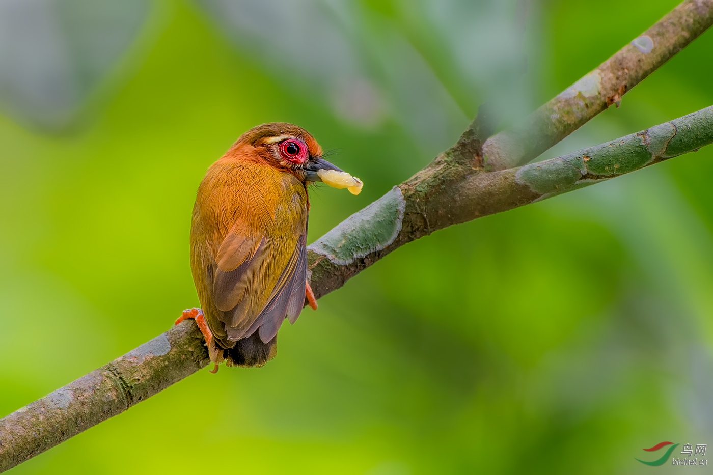 0035. 11222_��ü����ľ��_�ˣ��ɼ��ϣ�Ū��������.jpg