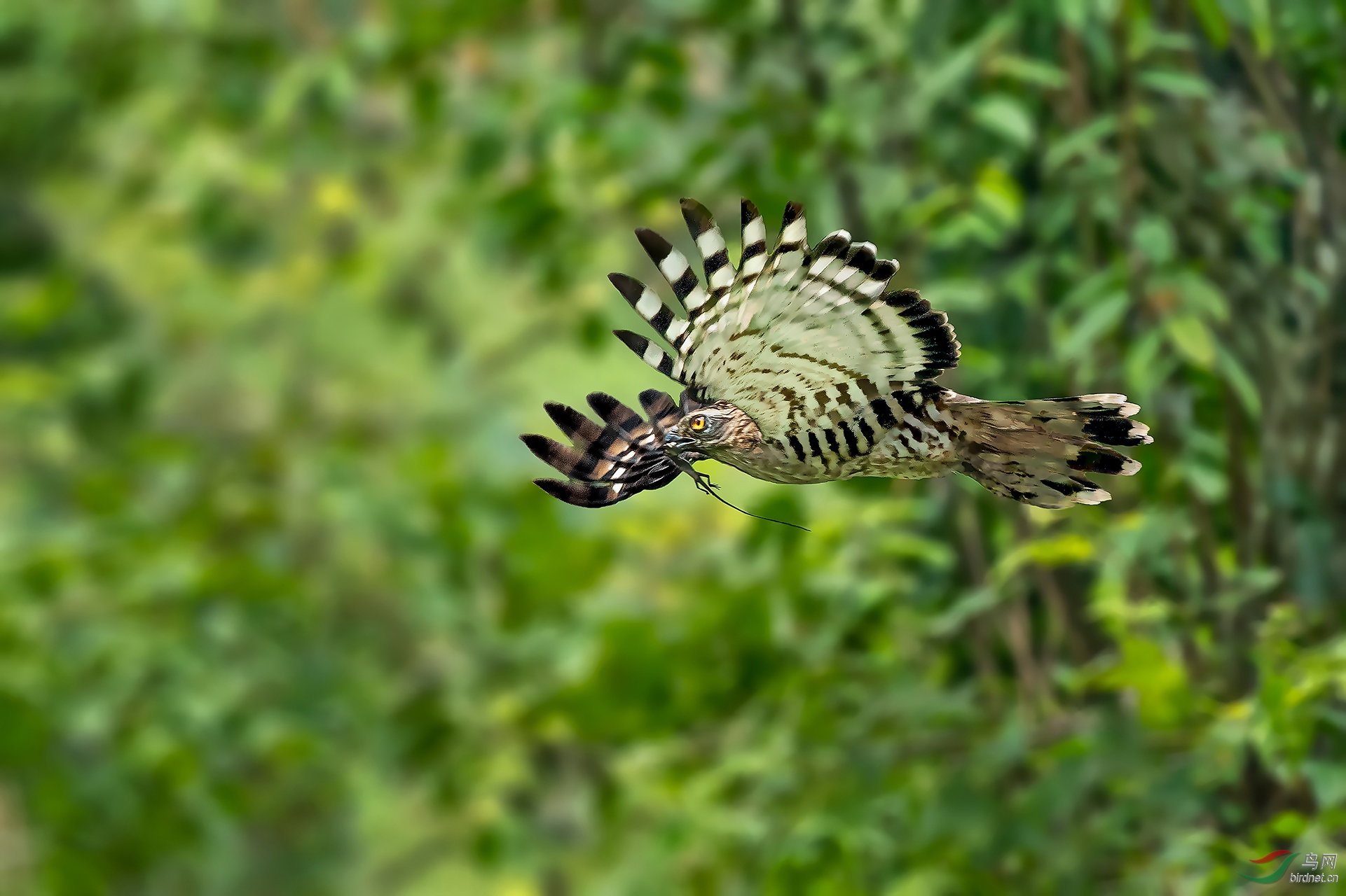 0033. 11219_�ֹھ���_�ܽ��� ( ����ZL)Ū��������.jpg