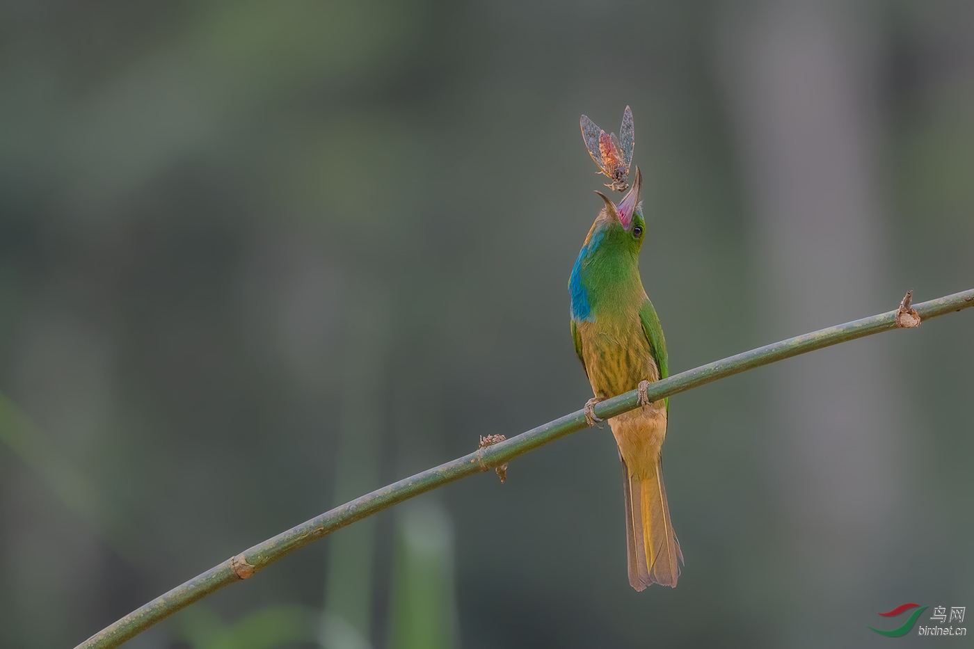 0036. 11223_Ϸʳ_��-Ū��������.jpg