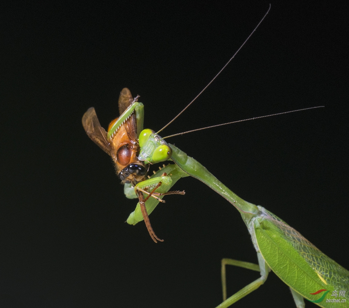 0026. 10630_��ʳ_֣־�գ��������죩Ұ������.jpg