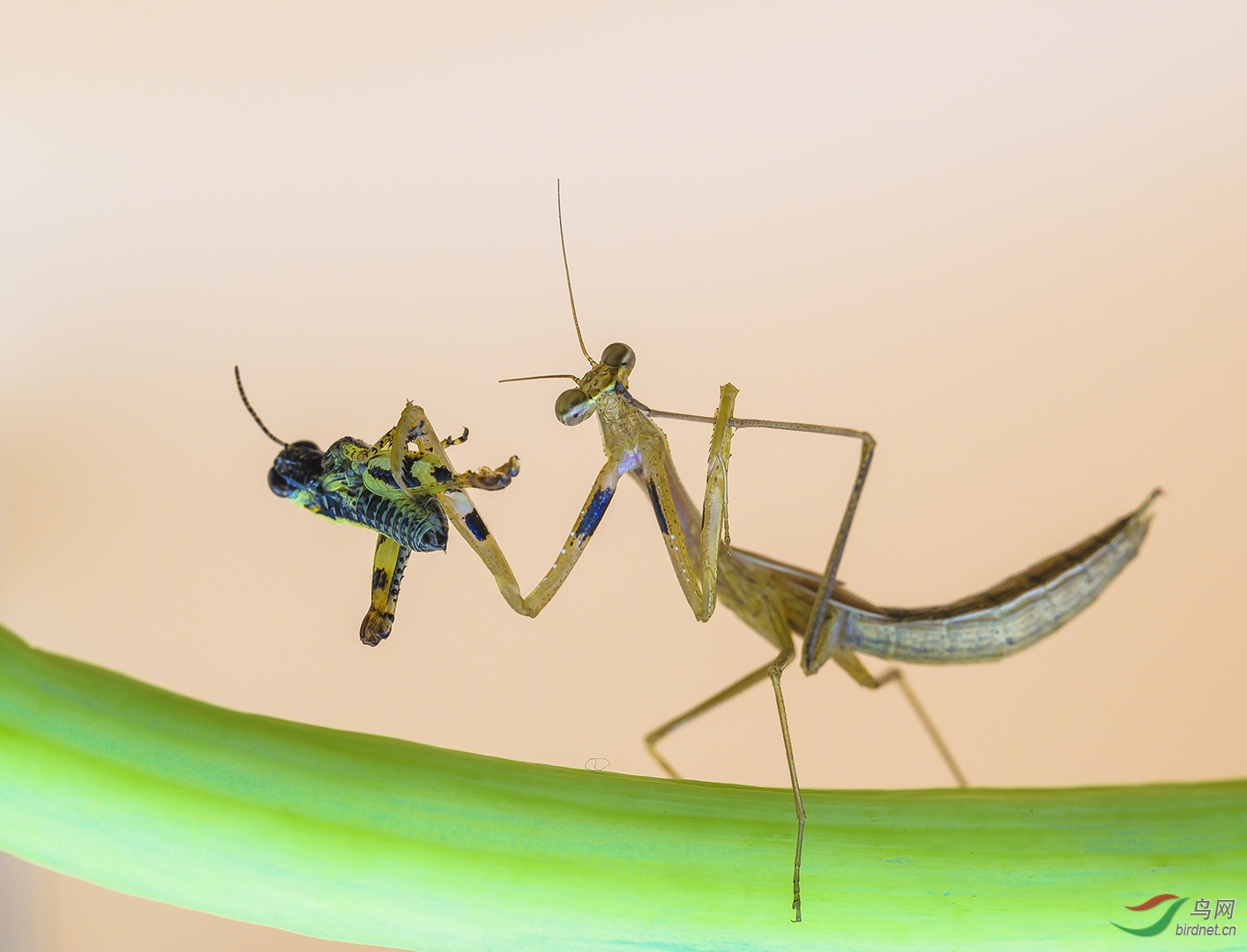 0180. 10806_�ֵ�����_Ұ������.jpg