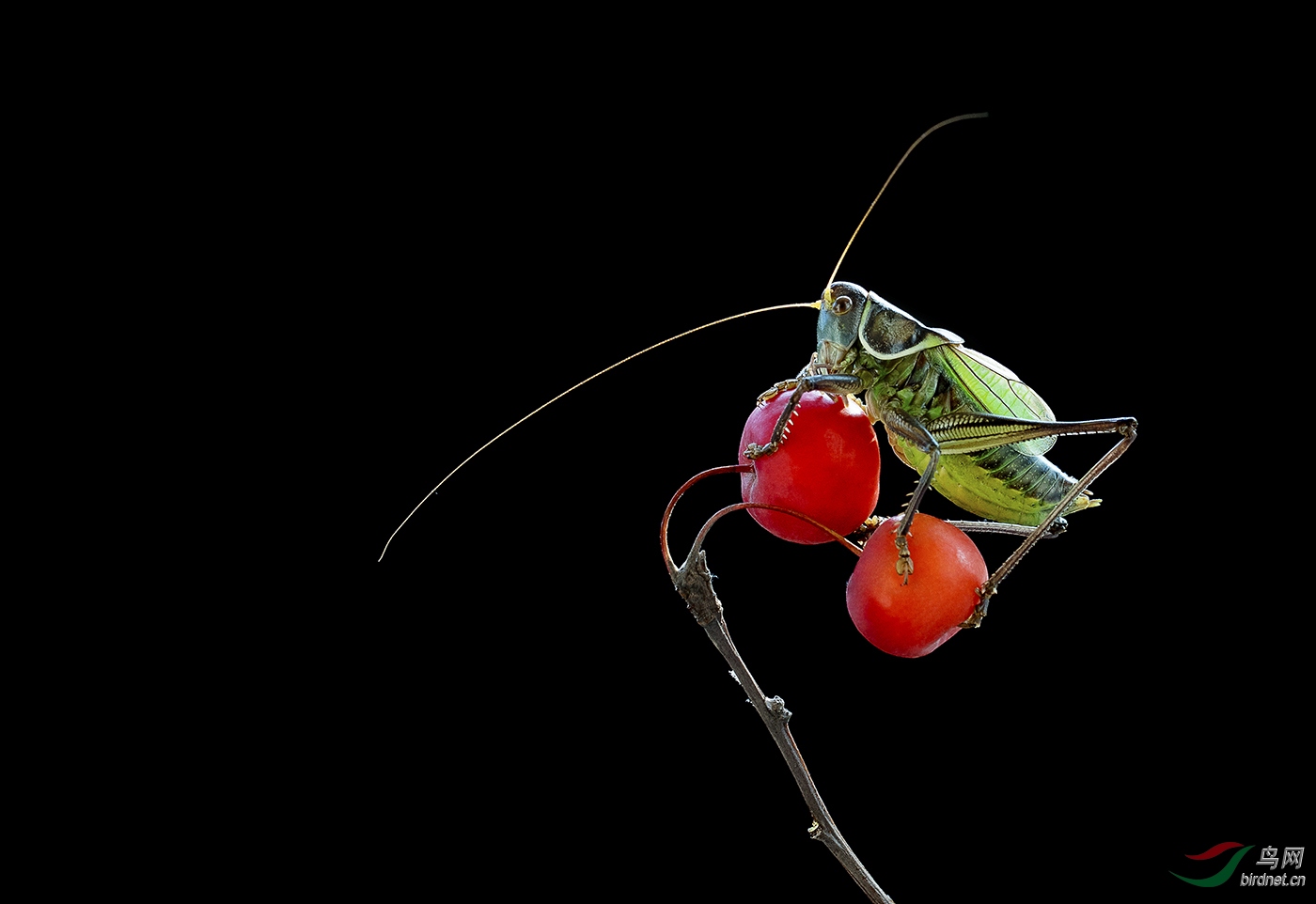 0228. 10877_���������塷_Ұ������.jpg