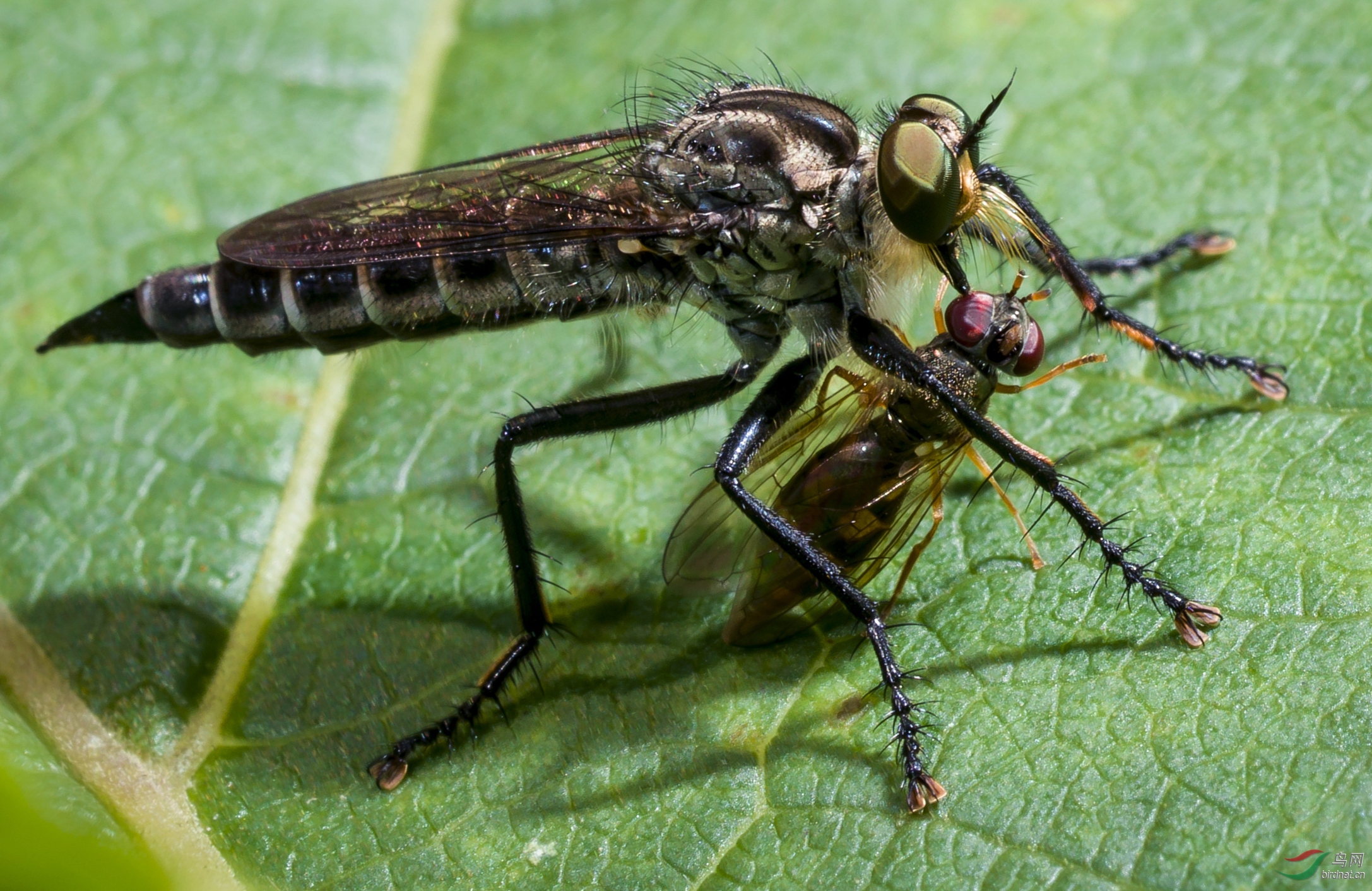 0397.�ջ�  ʳ���-�ƺ���.jpg