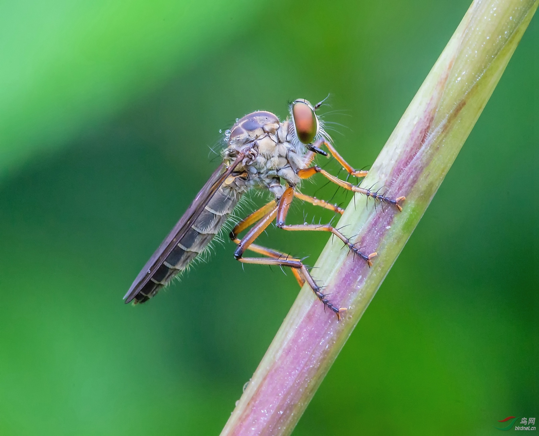 0172. 10798_ʳ���_Ұ������.jpg