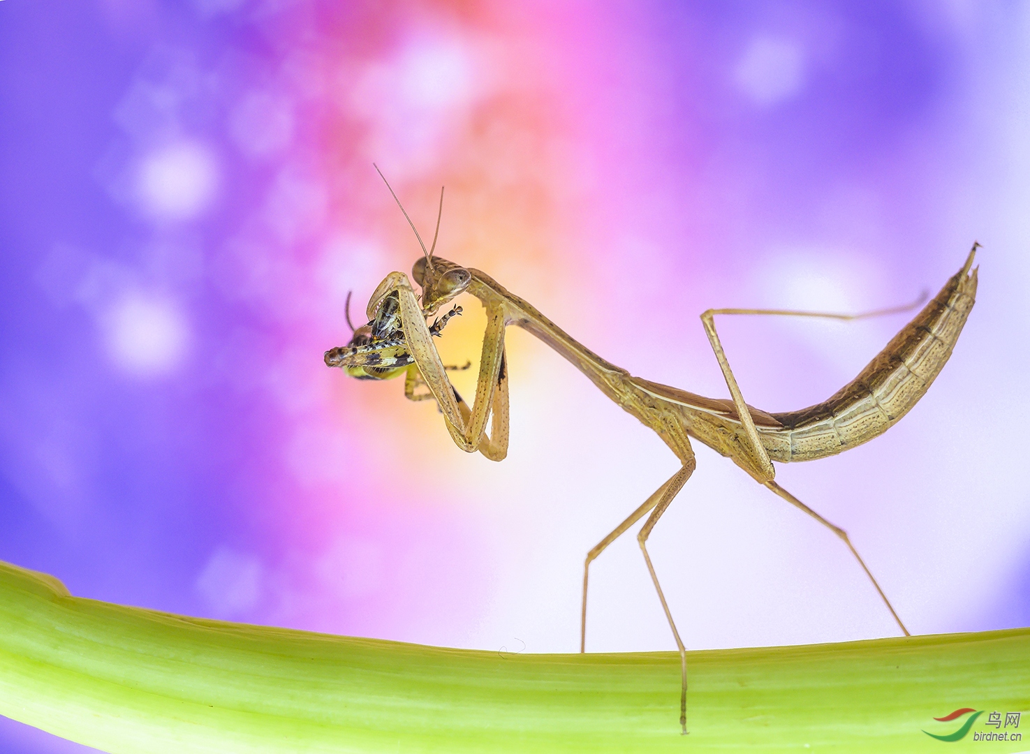 0181. 10807_ʳΪ��_Ұ������.jpg