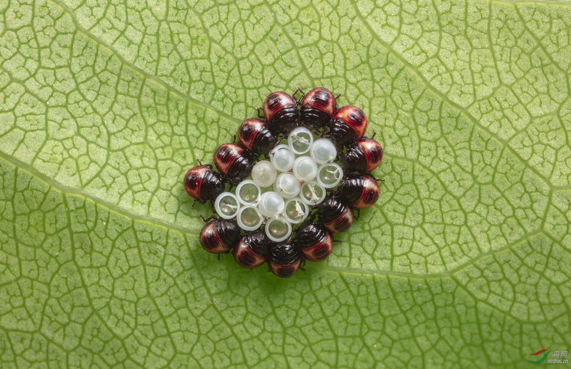 0066. 10676_�ȴ�_Ұ������.jpg