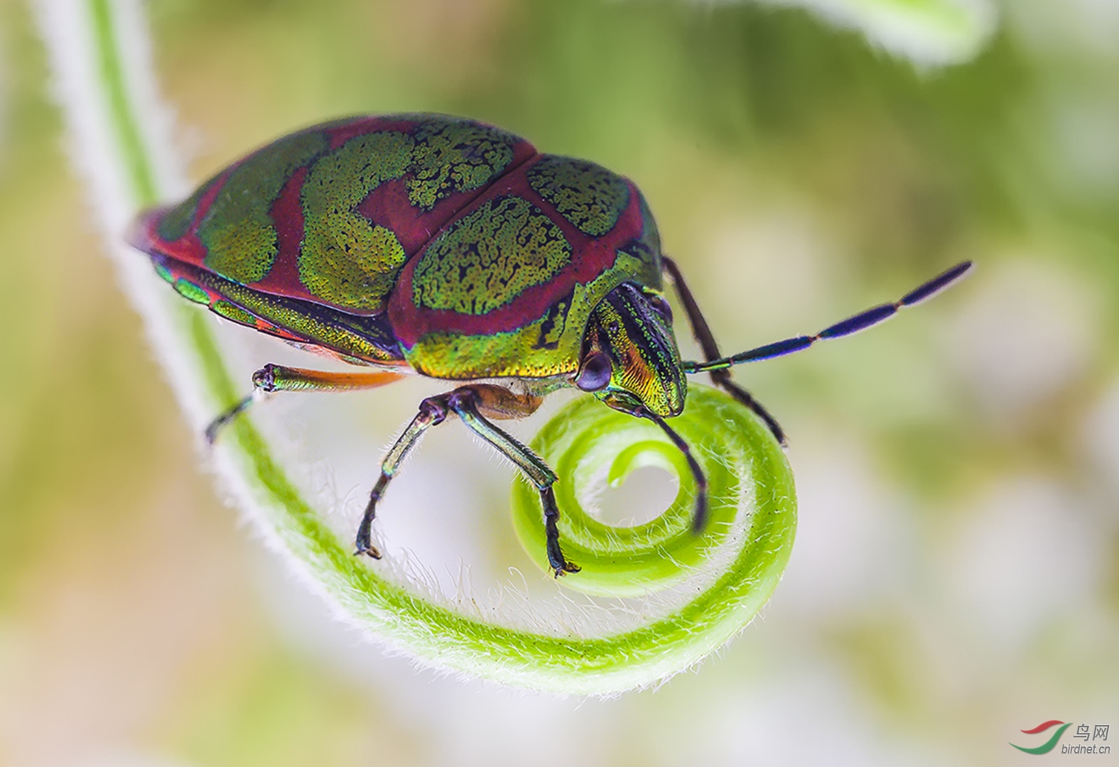 0189. 10815_��ʶ���_Ұ������.jpg