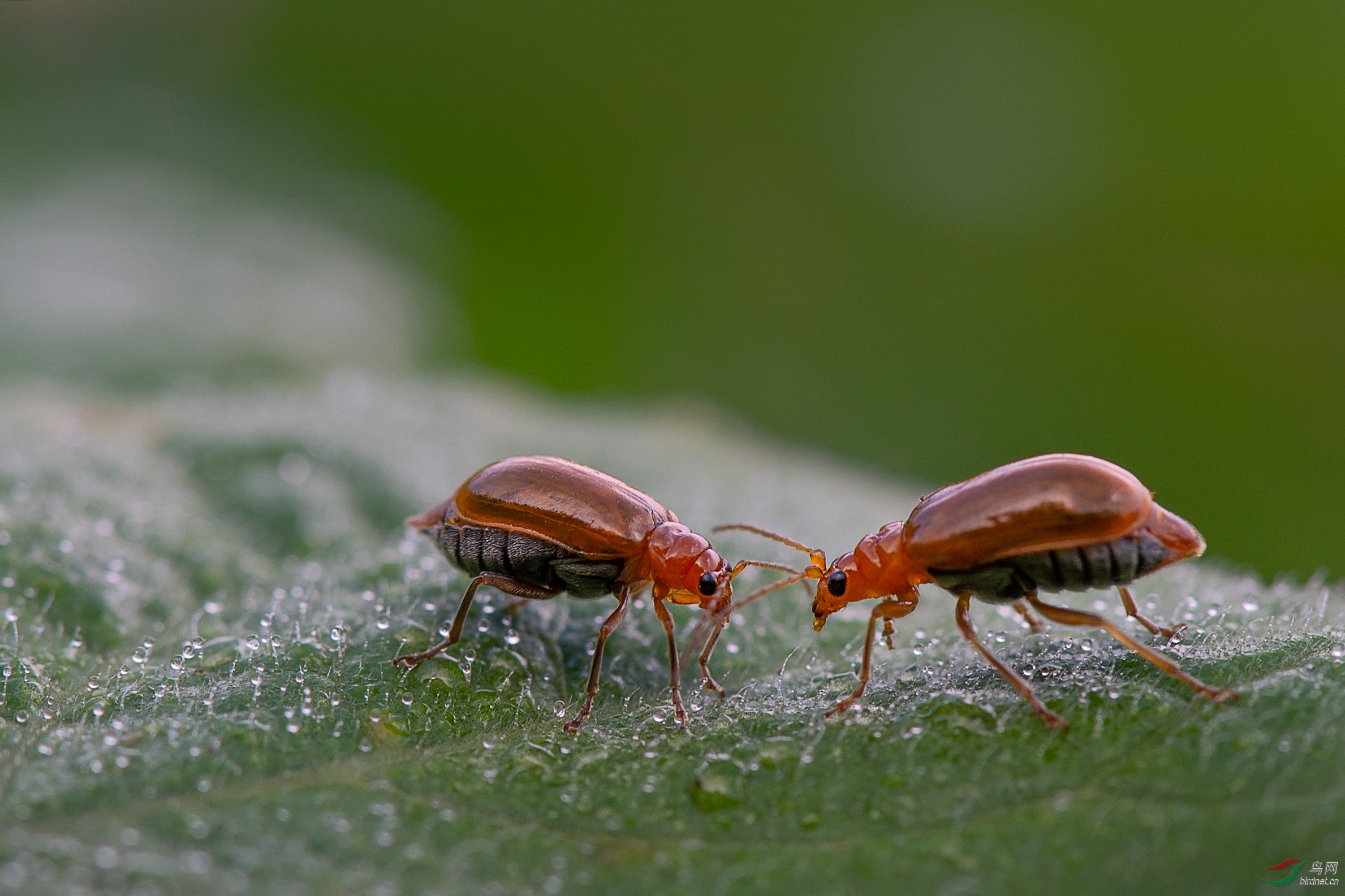 0220. 10862_˽��_Ф���ϣ�������ˣ�Ұ������.jpg