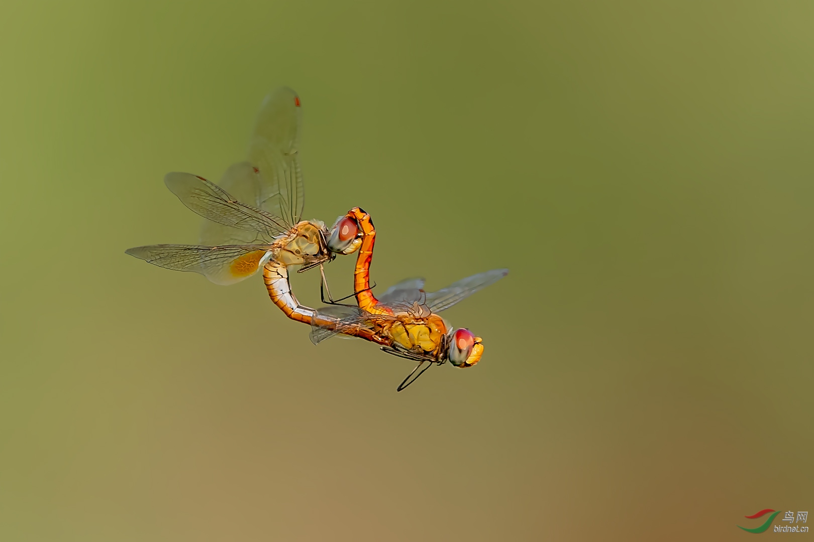 0226. 10875_�����Ӽ�_Ұ������.jpg