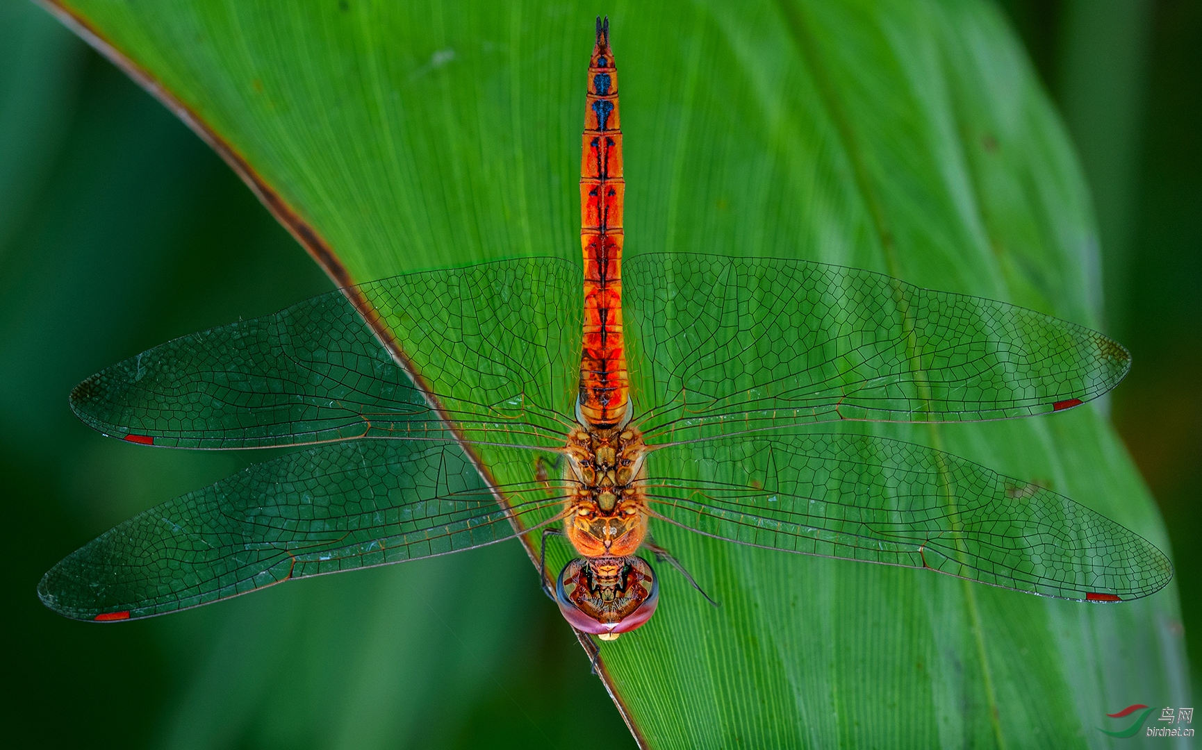 0309. 10982_������_���ͣ������С��Ұ������.jpg