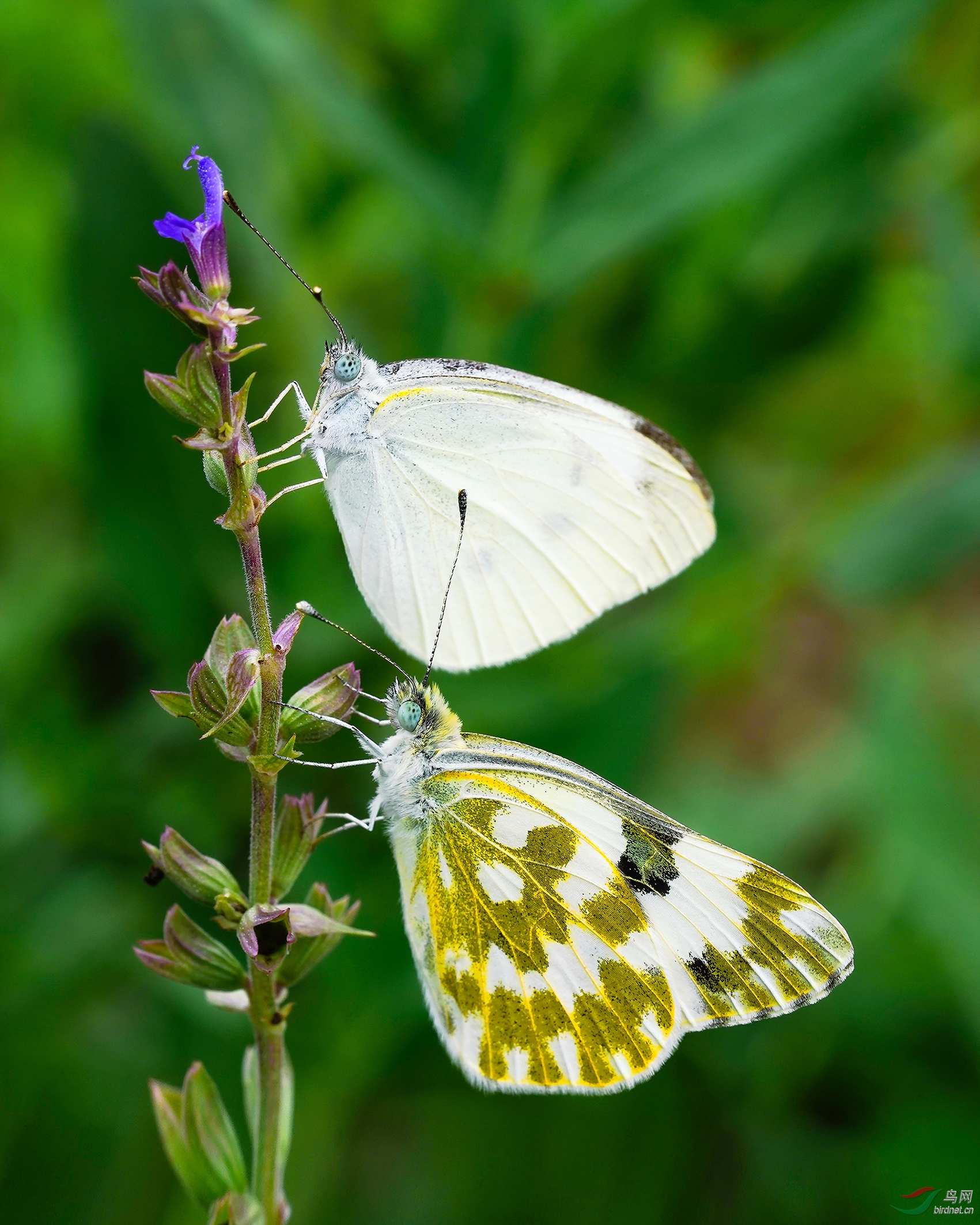 0120. 10737_˫��_����ƣ�������ѩfuwa772��Ұ������.jpg