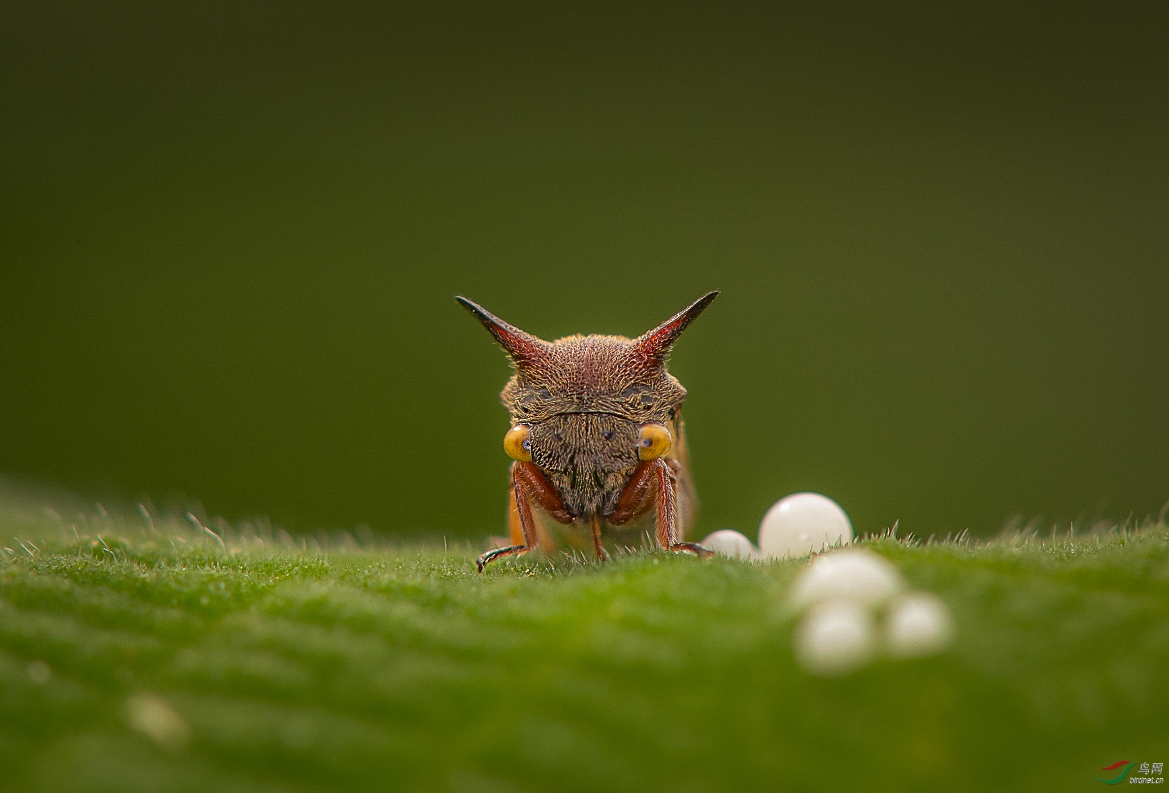 0215. 10857_��������_Τ������wwhhgg��Ұ������.jpg