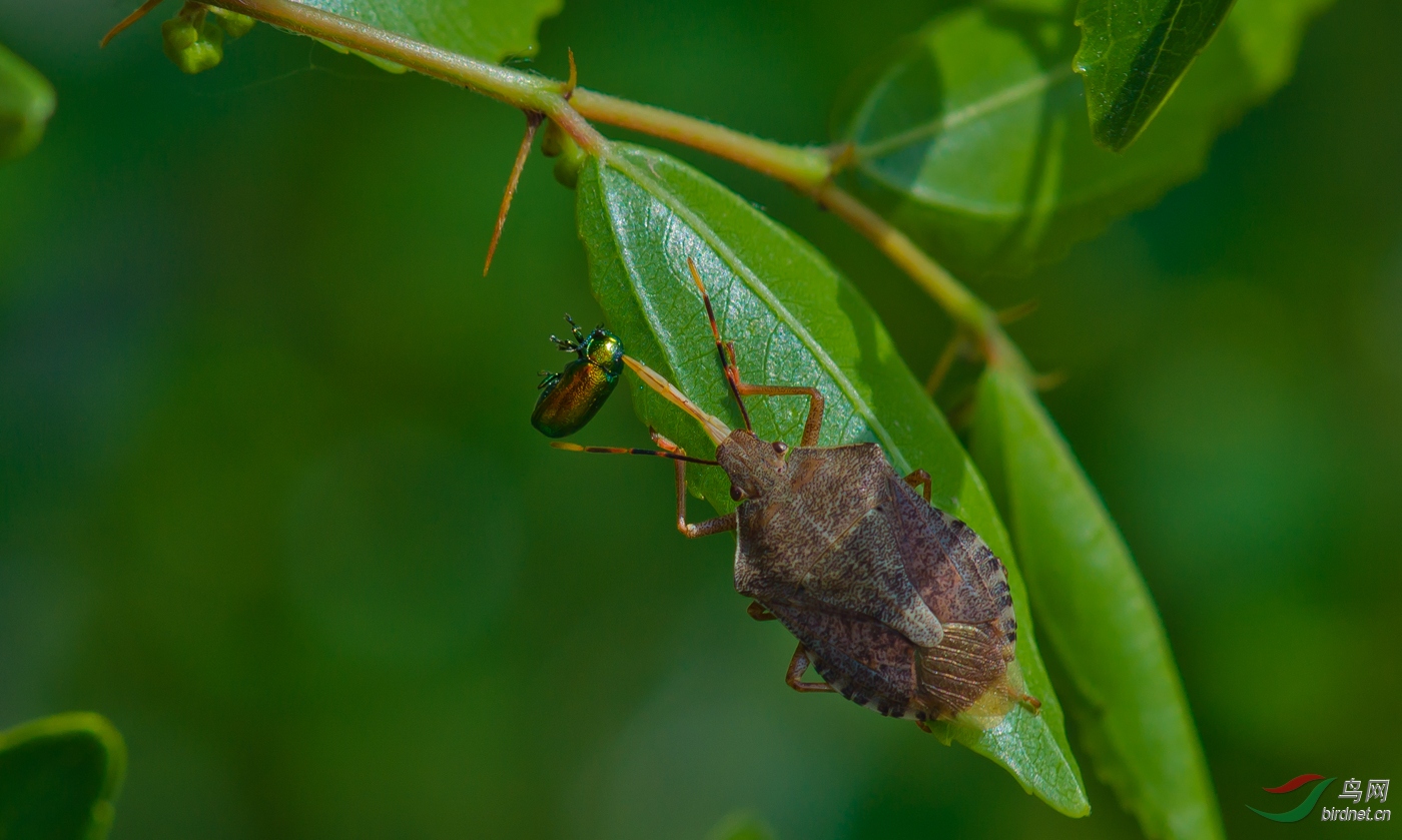 0225. 10870_��ɱ_��˼����XAC���ƣ�Ұ������.jpg