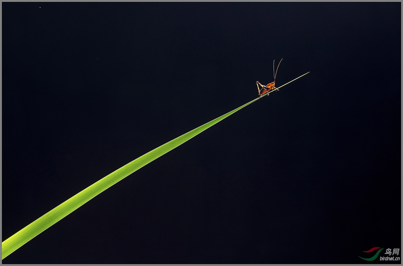 0234. 10883_��׼����ɡ�_Ұ������.jpg