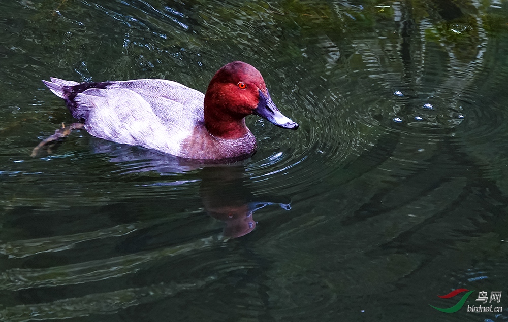 DSC05070z12.jpg