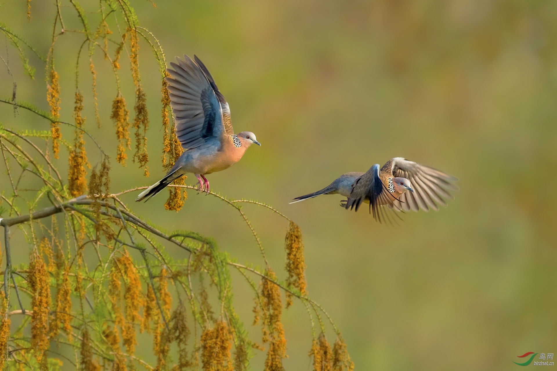 0397.�ѻ�����  ��ͷǱѼ��   ��ɼ���.jpg