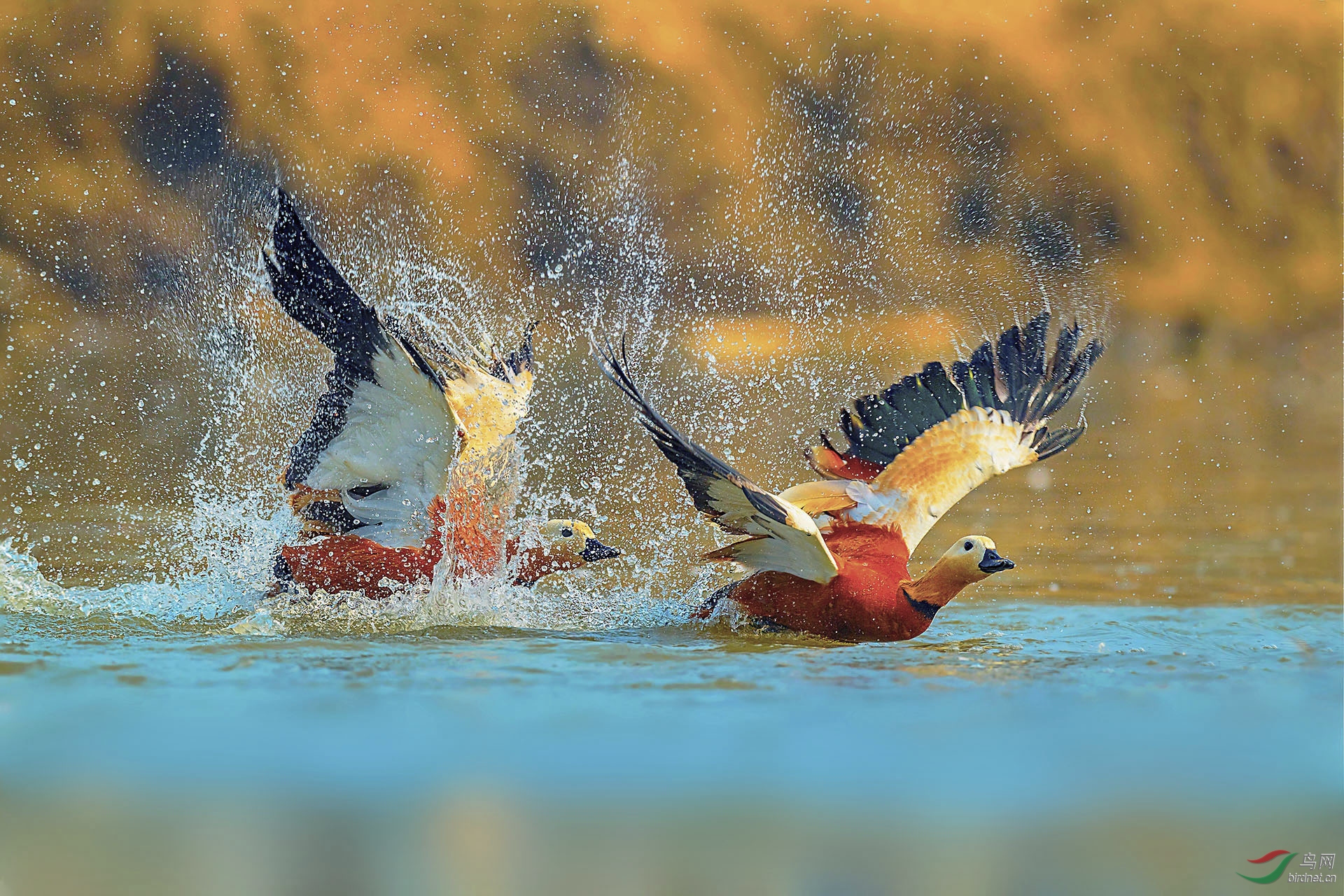 0400.�ѻ�����  ��ͷǱѼ��  ׷��.jpg