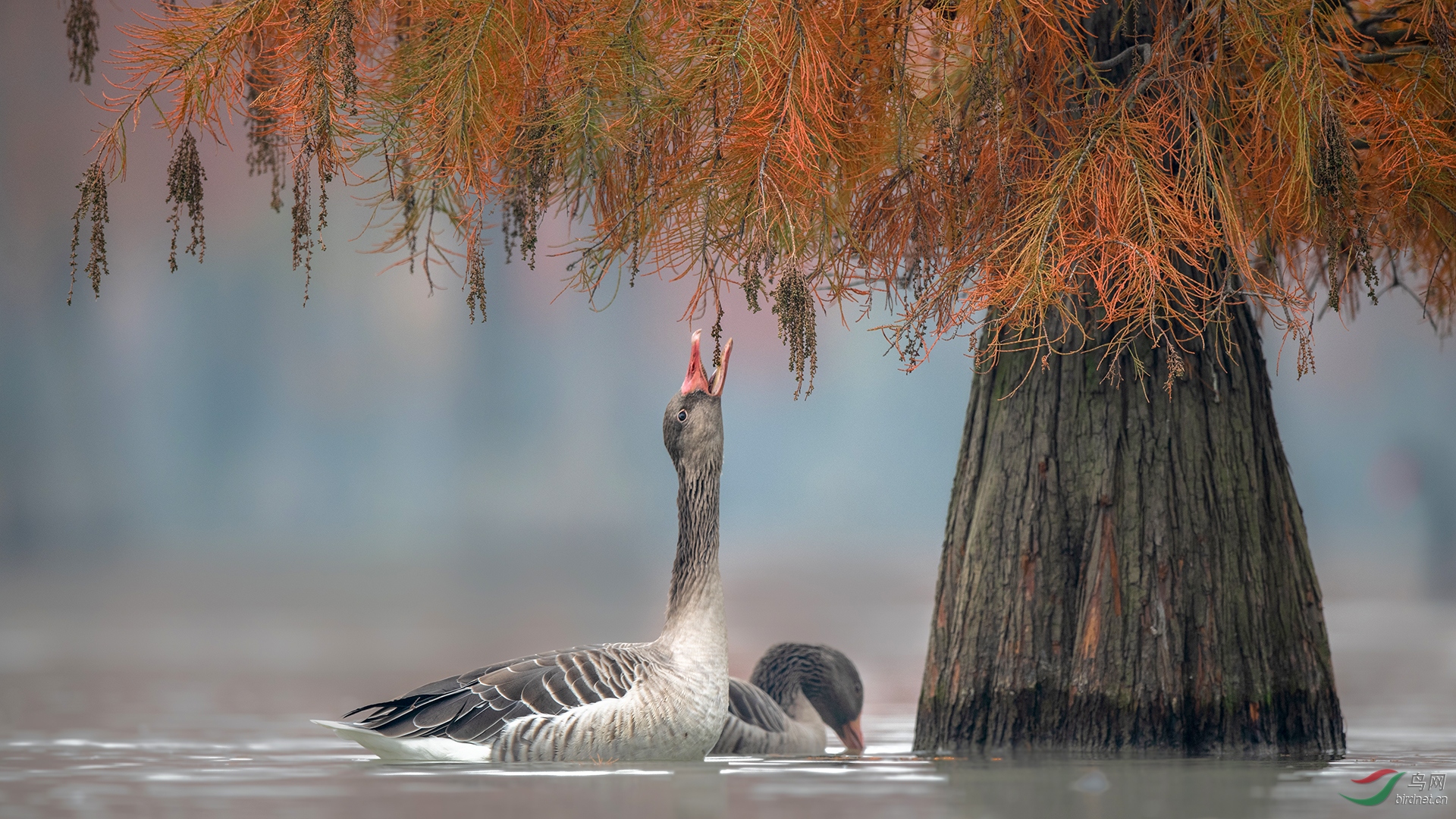 0356.�������ض�-���ѷɹ�-��� ����.jpg