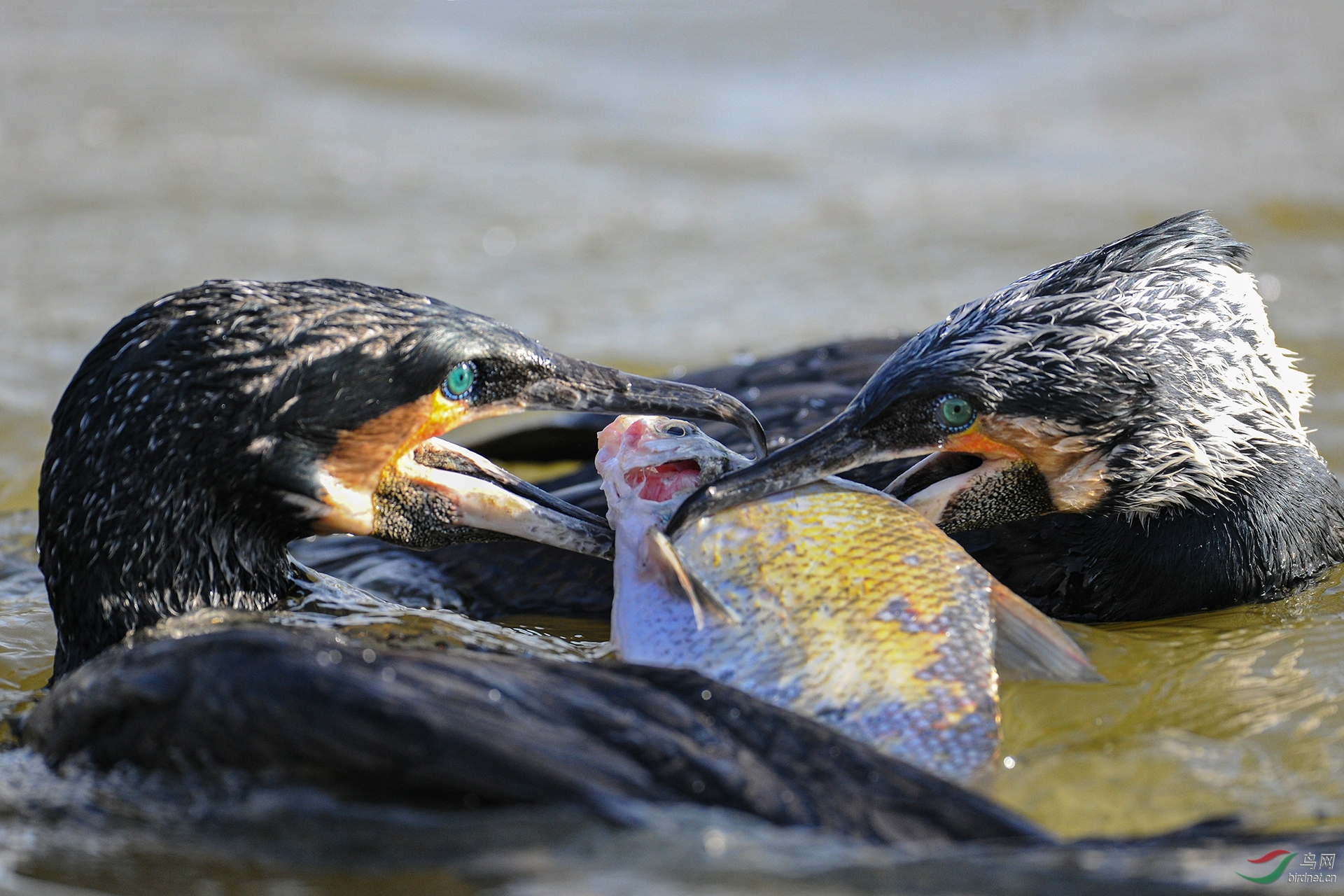 0215.������   ��Ӱ����-������ͨ��˶�-�����.jpg