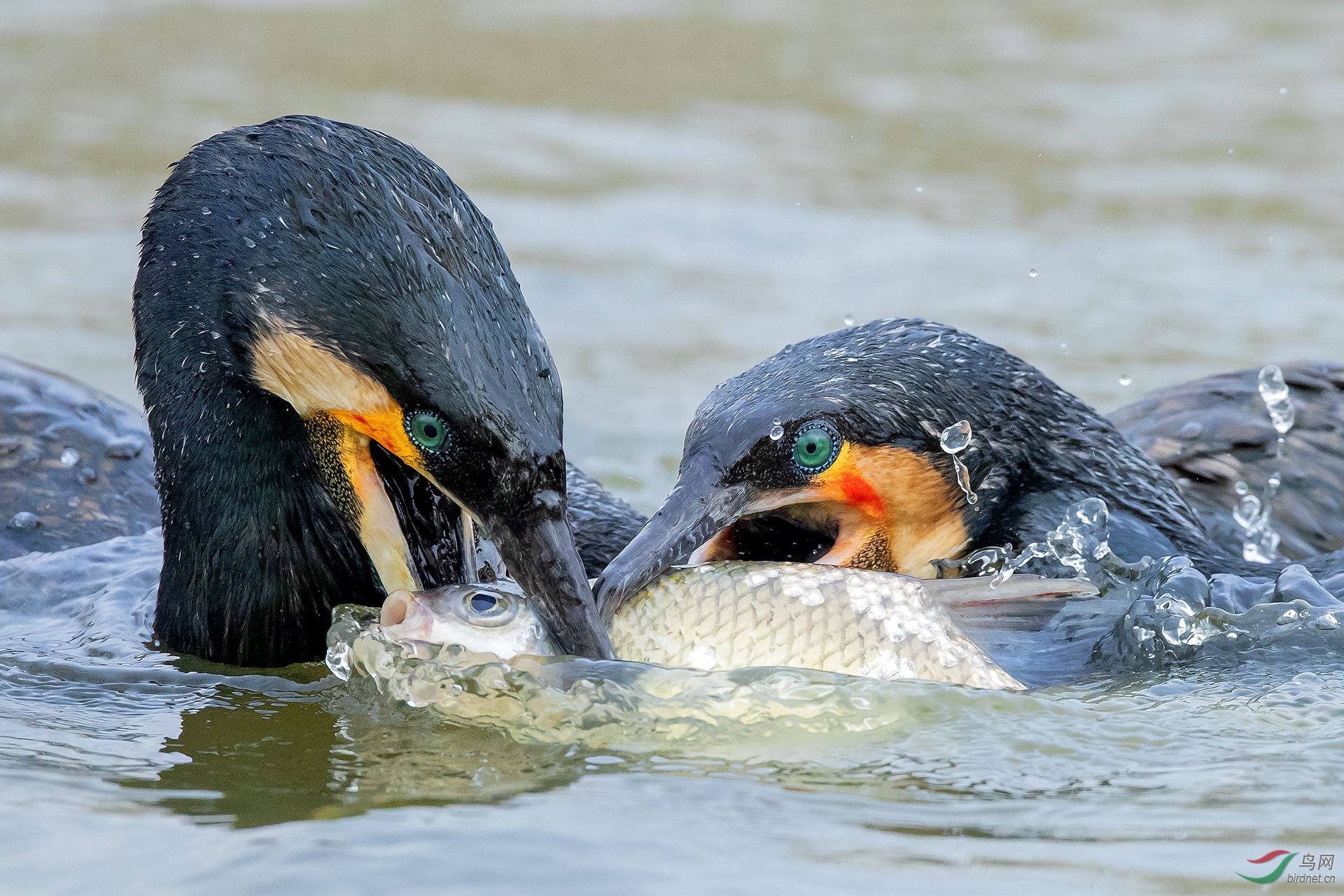 ��-0137.�뱭�ն� �� ������  �� ��ֻ����.jpg