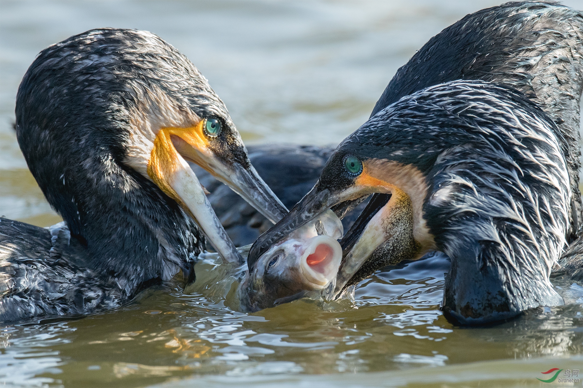 ͭ0036.AZ3I5618   С������   ������ͨ��˶�   ���֣���ʵ����.jpg