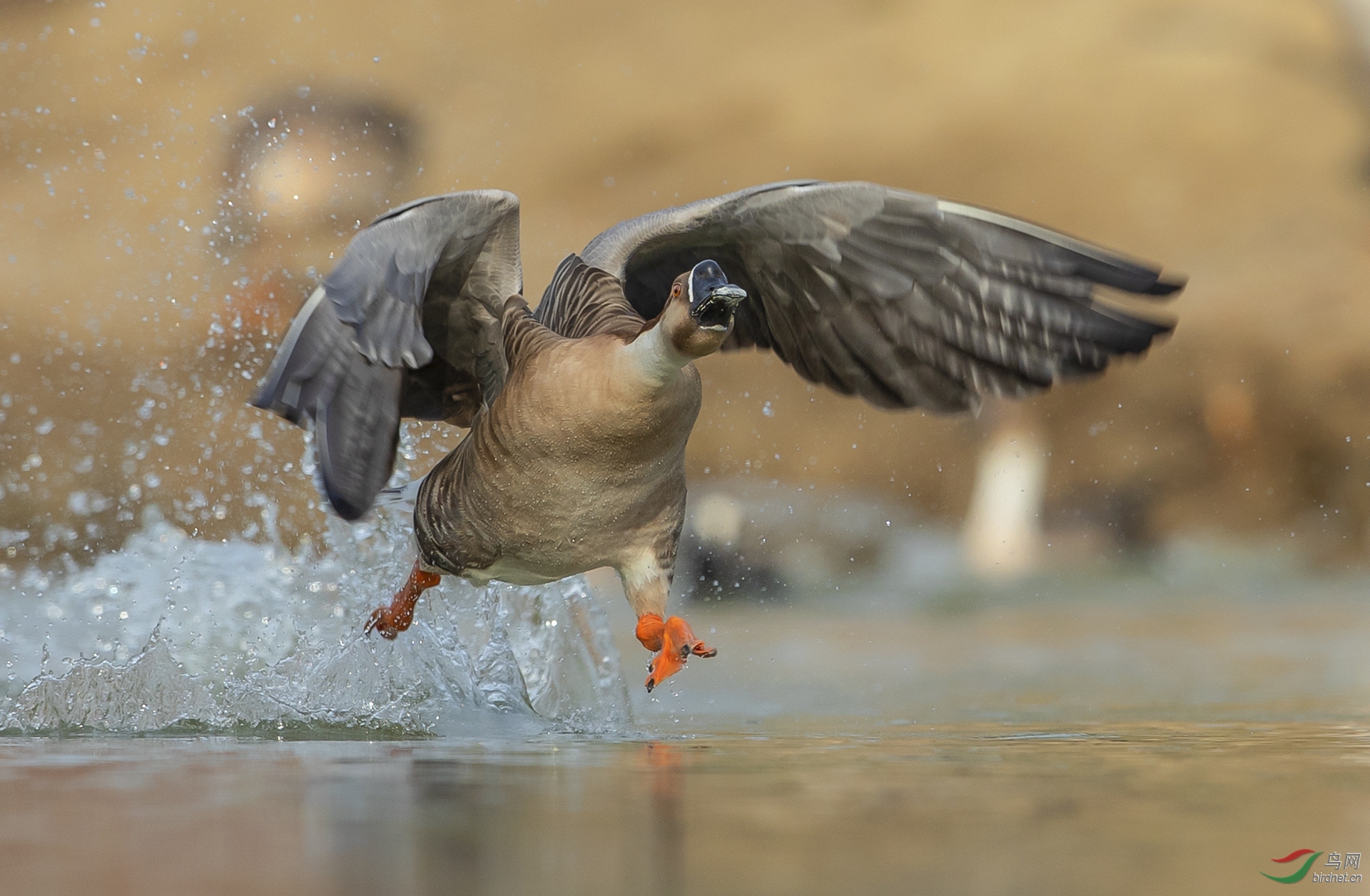 ���-0239.��· �� ������ �����.jpg