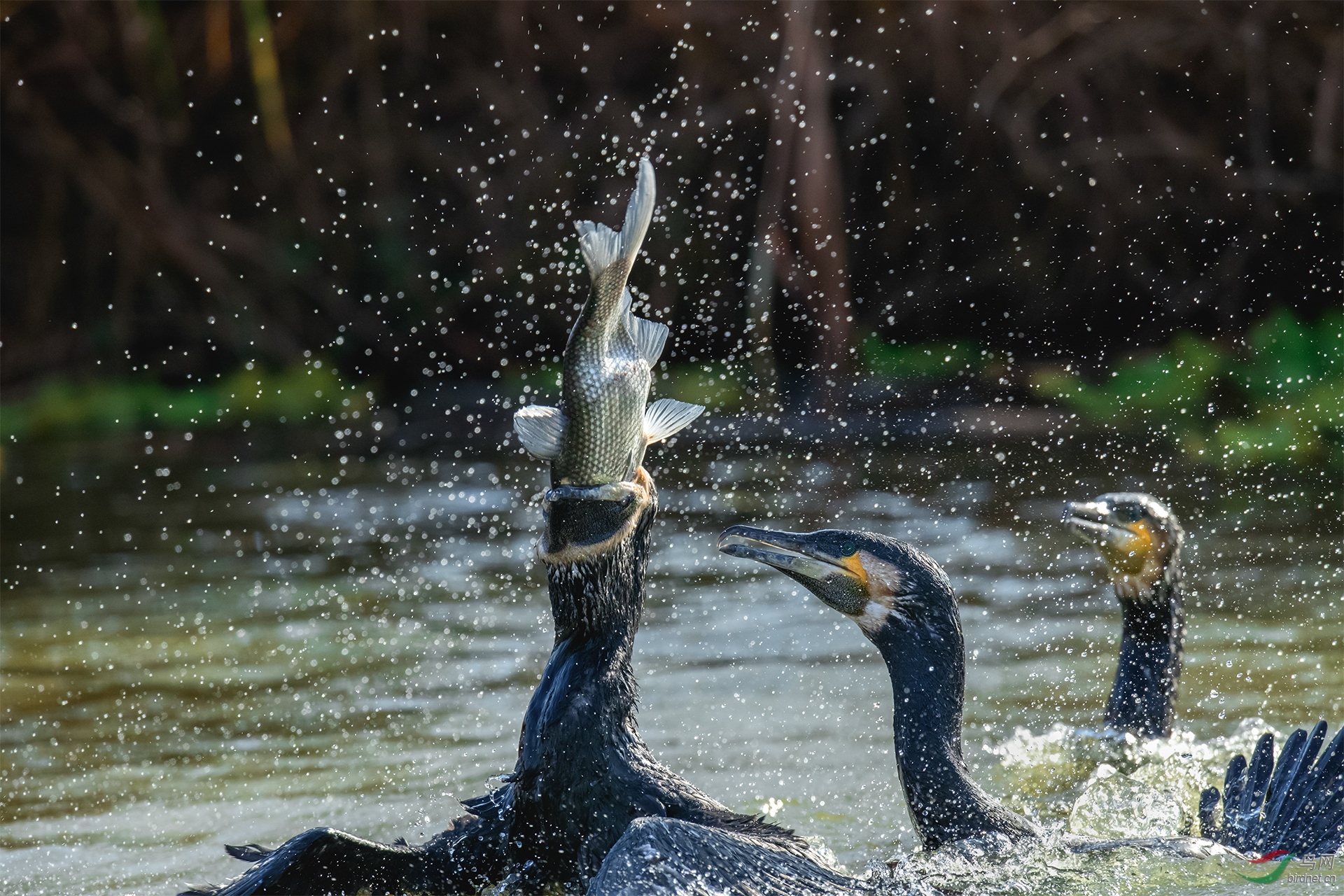 0037.AZ3I4714   С������   ������ͨ��˶�   ����������ʵ���࣬.jpg