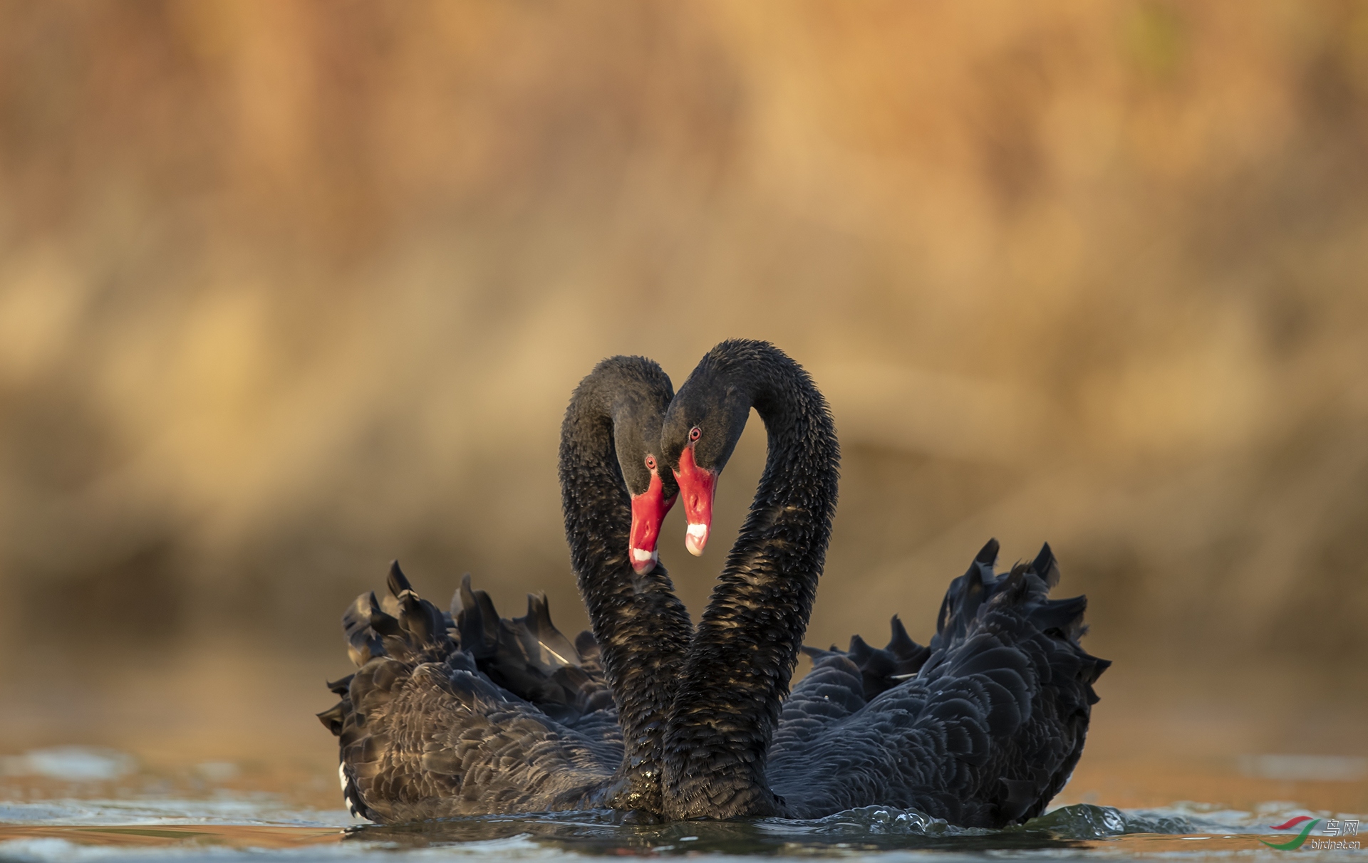 0019.AC311491    ��Ȼ����   ���� ������˶�   ��ӡ.jpg