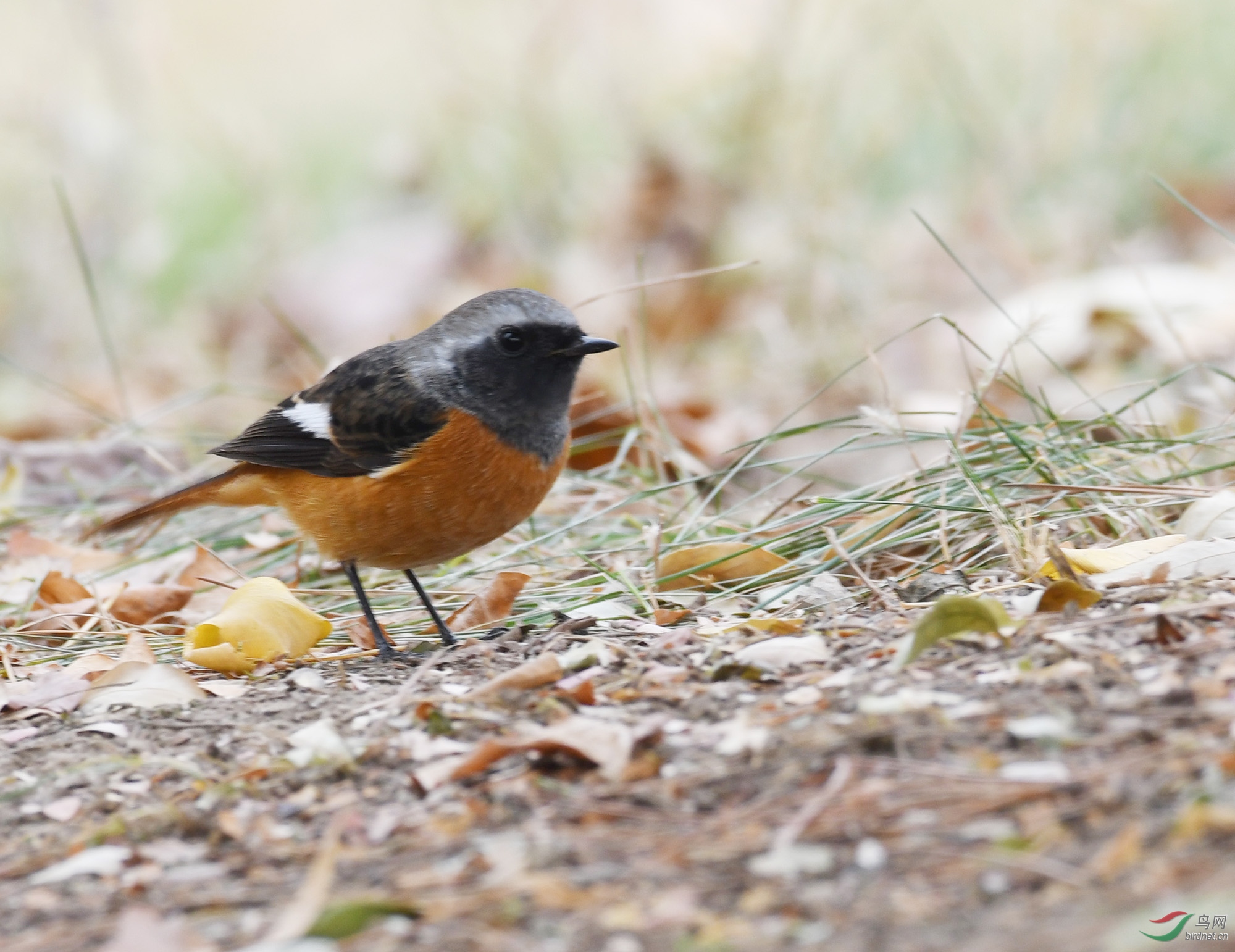 ������Ӱ 935����.jpg