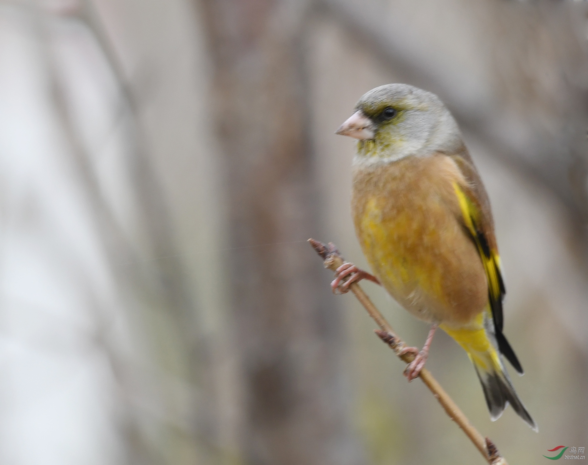 ������Ӱ 966����.jpg