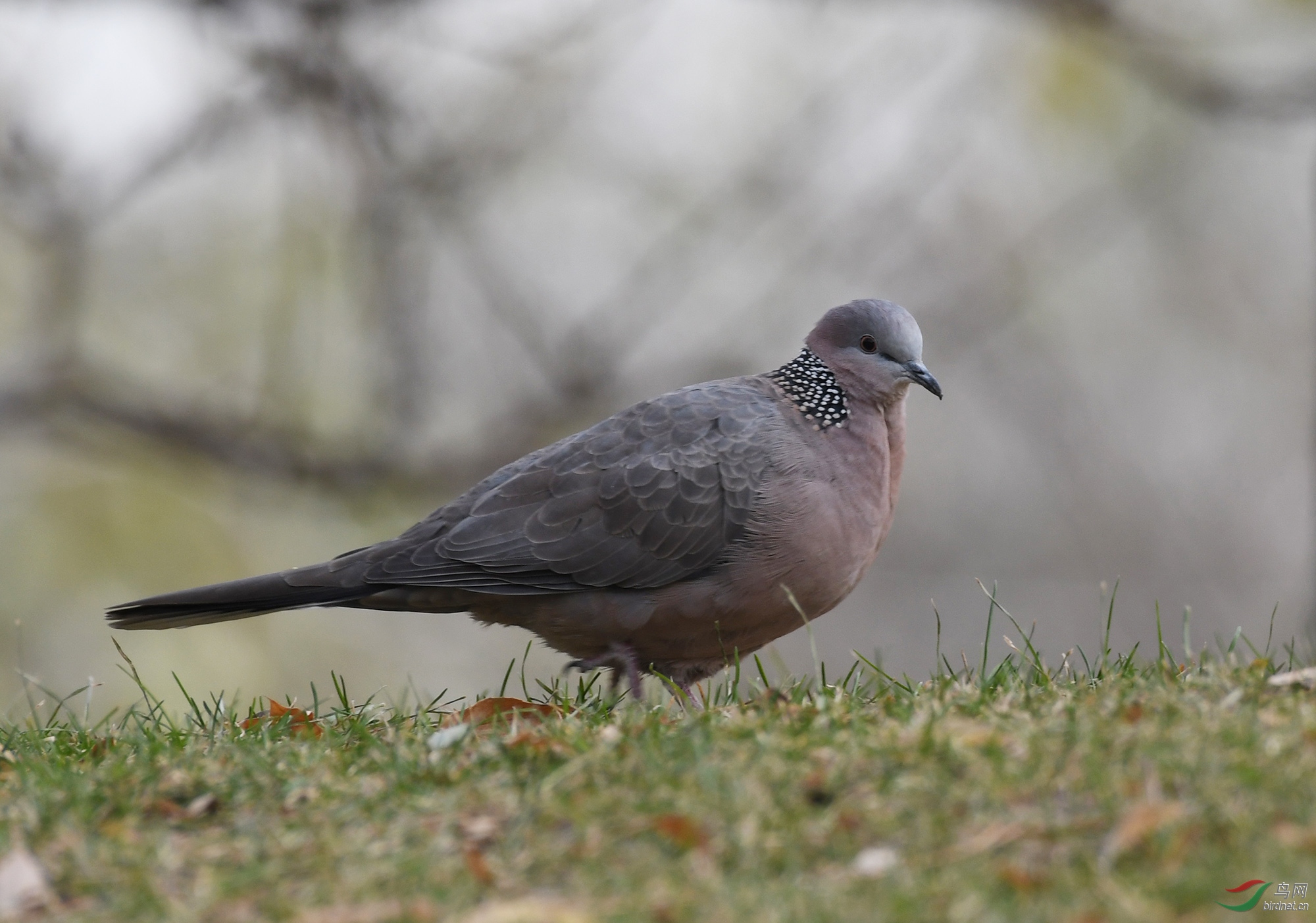 ������Ӱ 987����.jpg