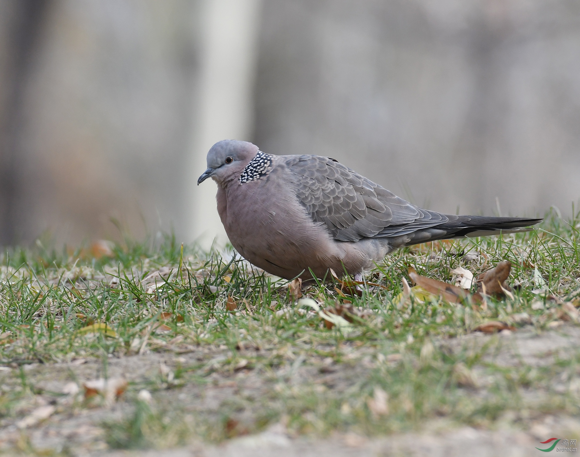 ������Ӱ 1020����.jpg