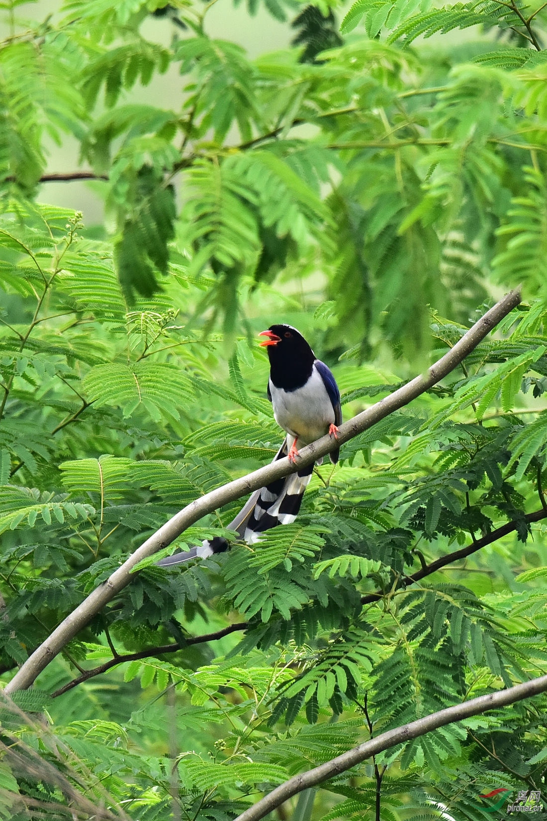 DSC_0810.JPG