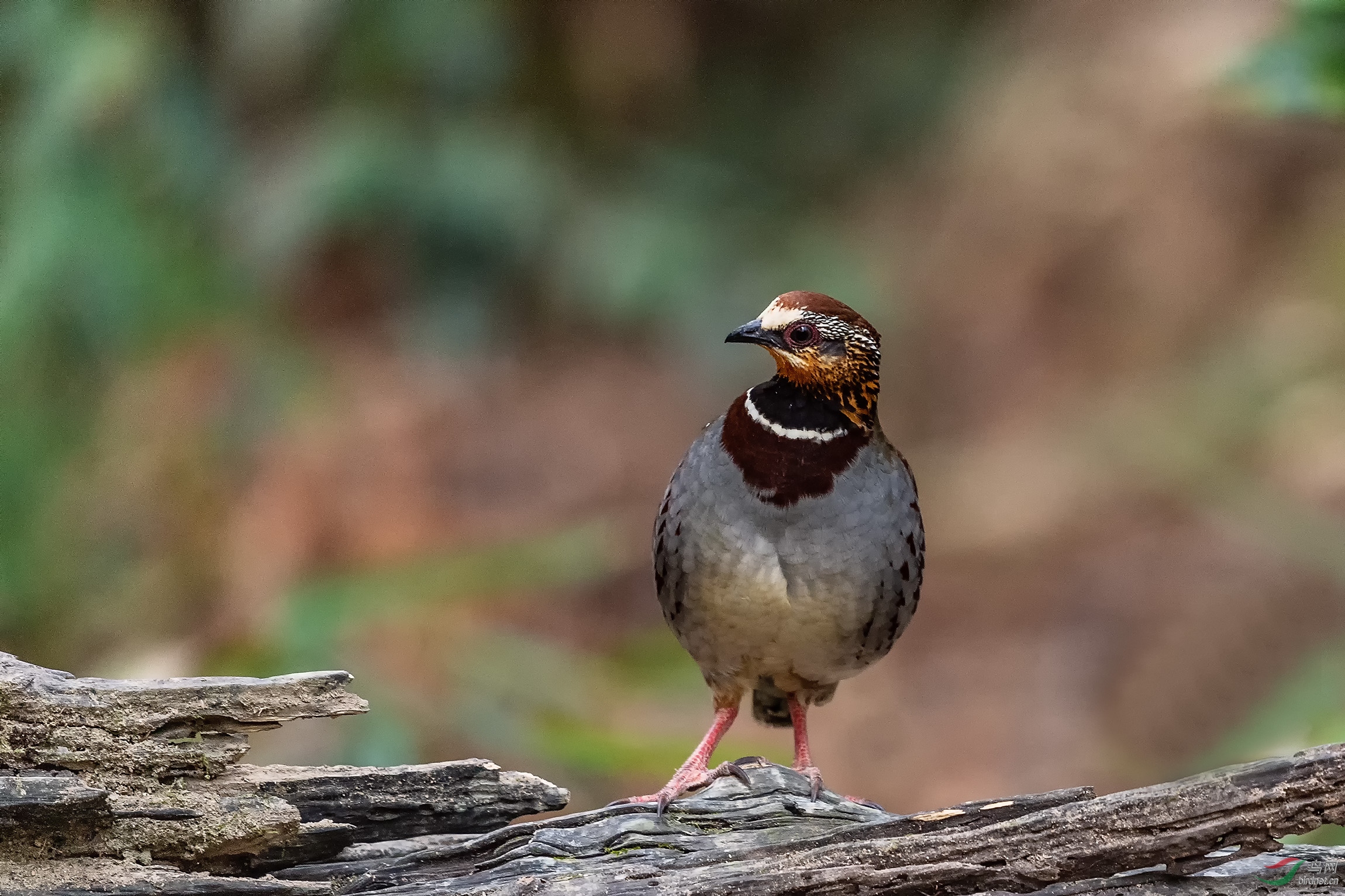 [综合] 白眉山鹧鸪---祝贺荣获鸟网首页精华!