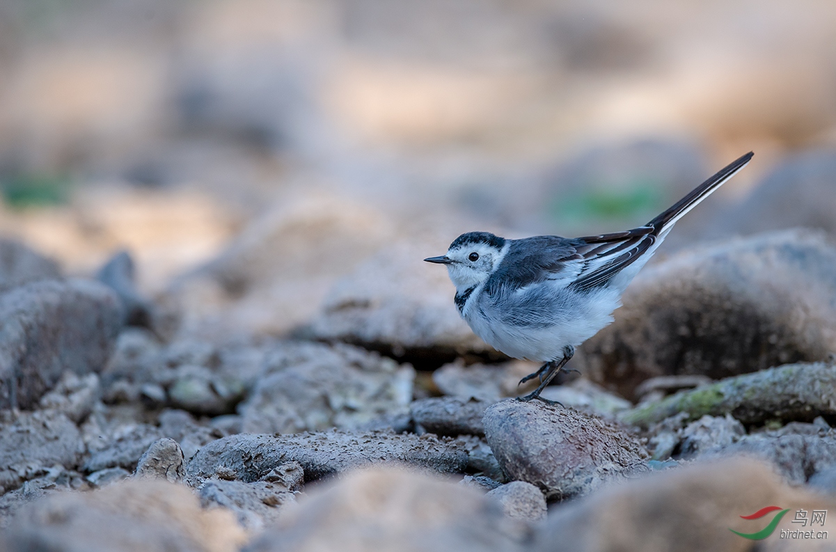 DSC_8312.jpg