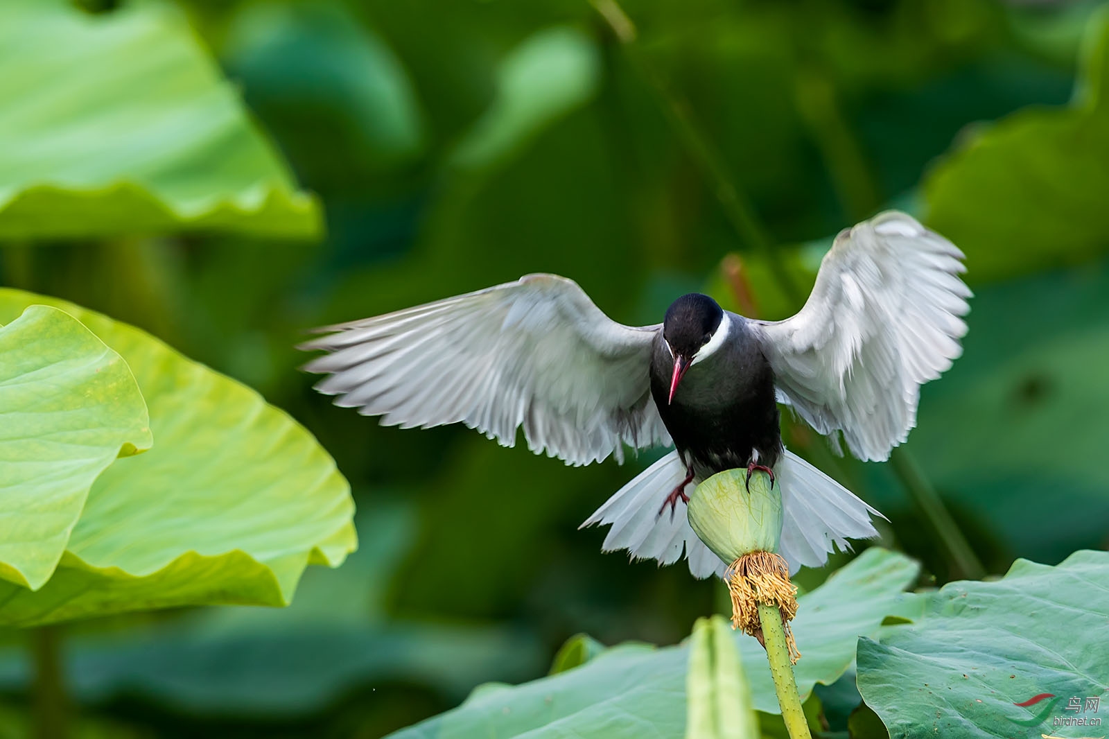 DP014286 ����.jpg