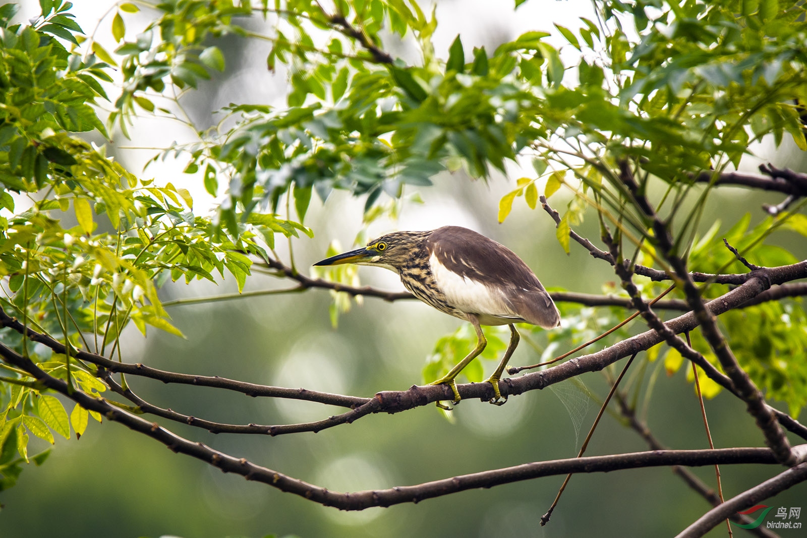 _DSC2240abc.jpg