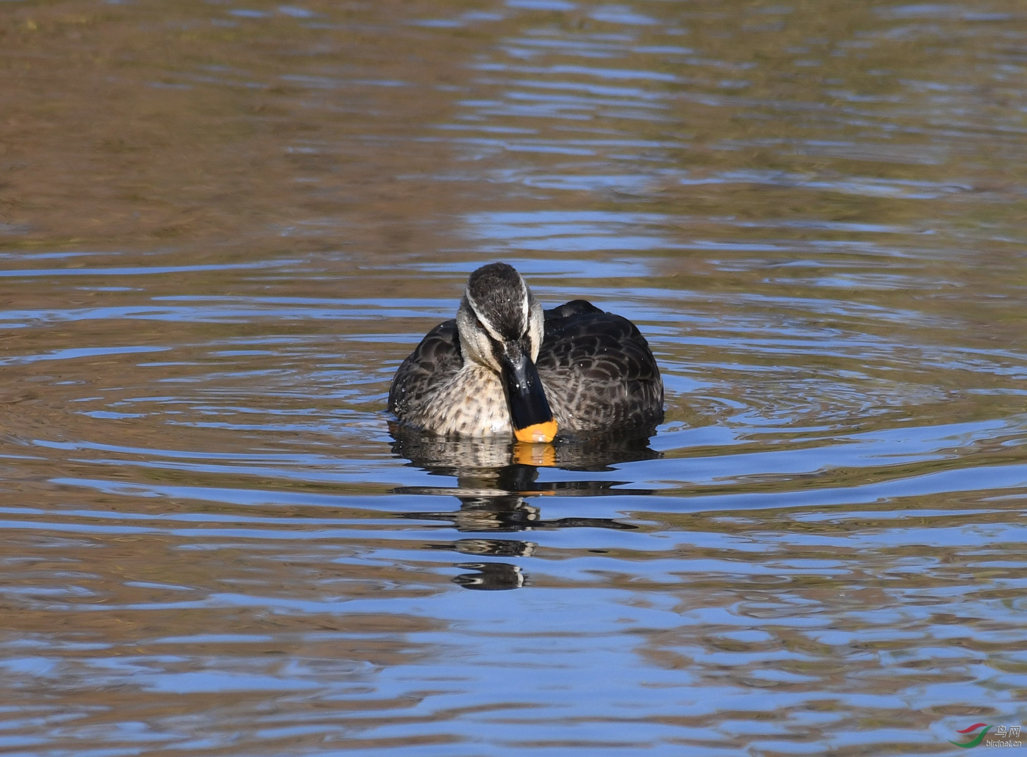 ������Ӱ 356����.jpg